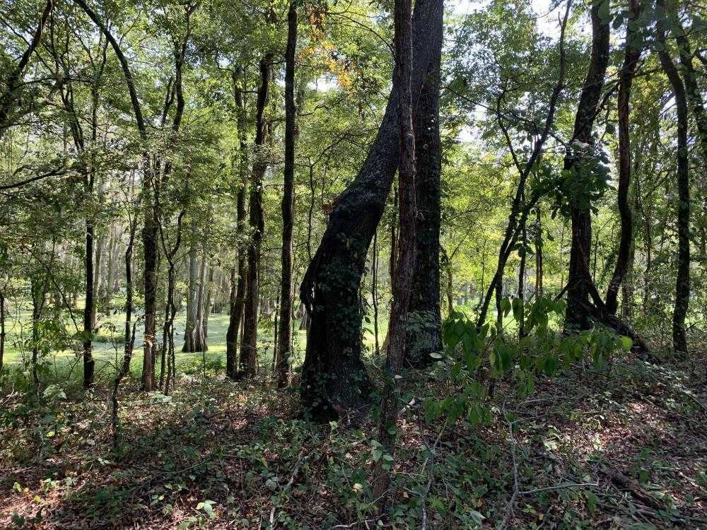 Bayou Bonne Idee Duck and Deer Hunting on 45 acres