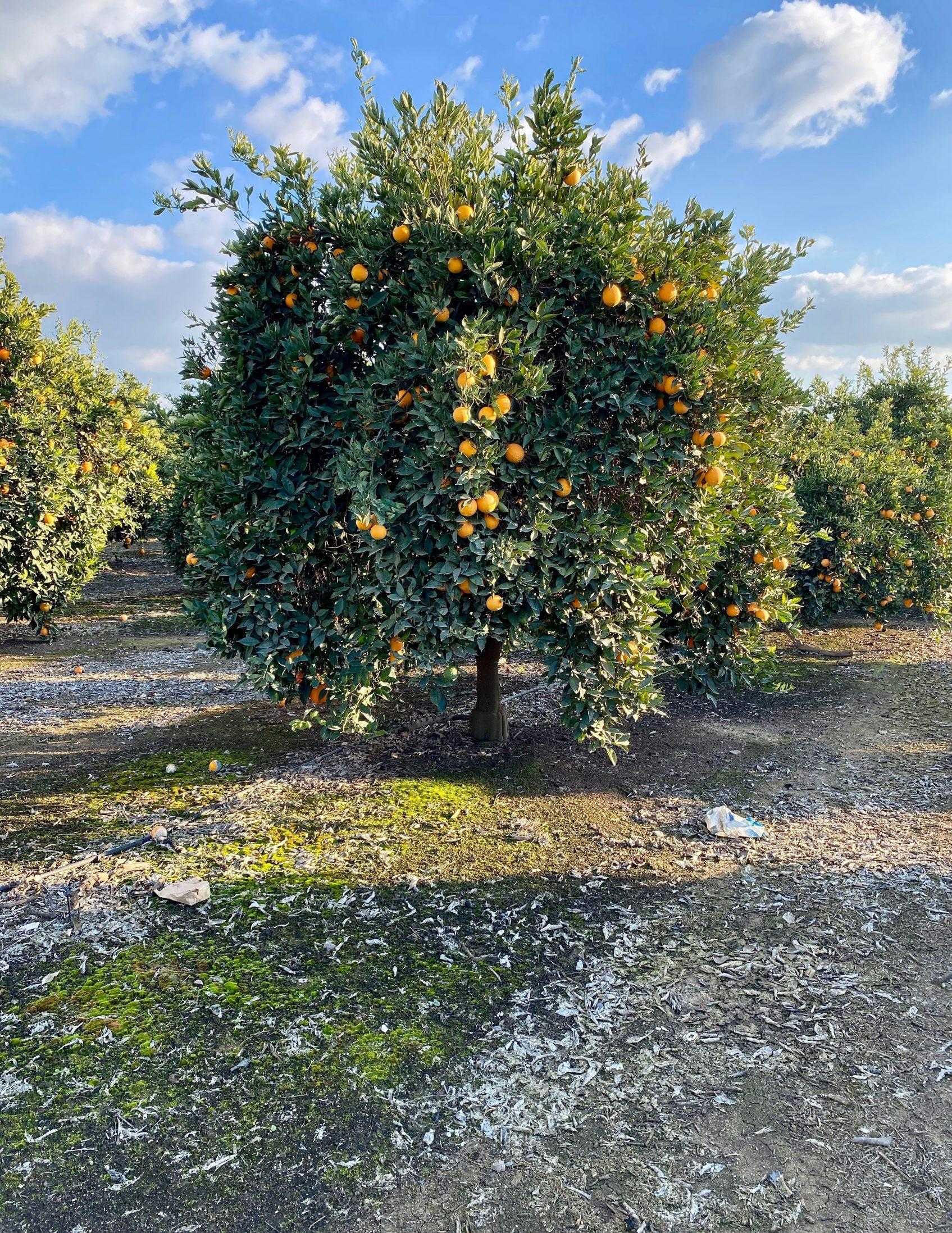 19.81 Ac. Citrus, Porterville