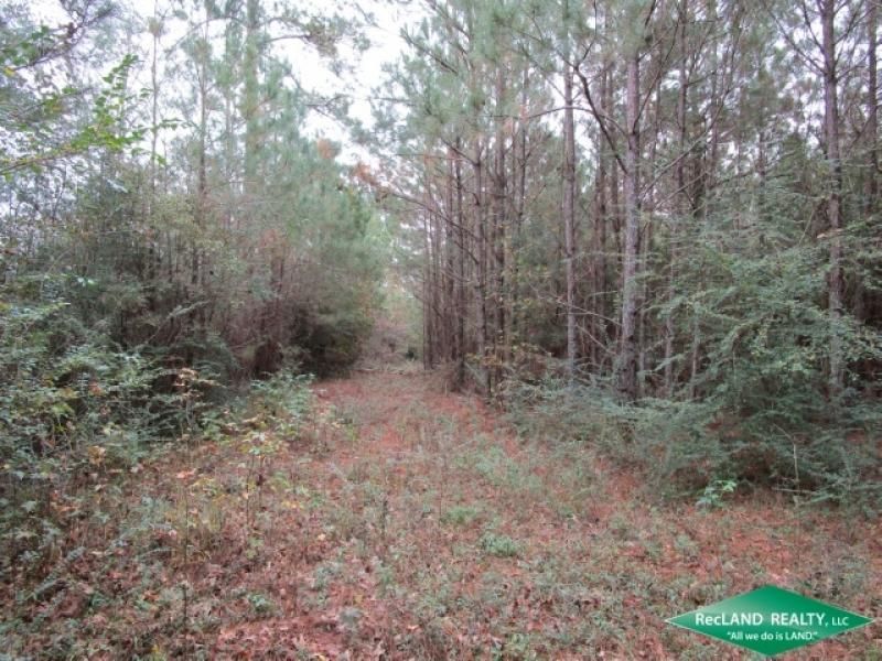 40 acres in Sabine Parish, Louisiana