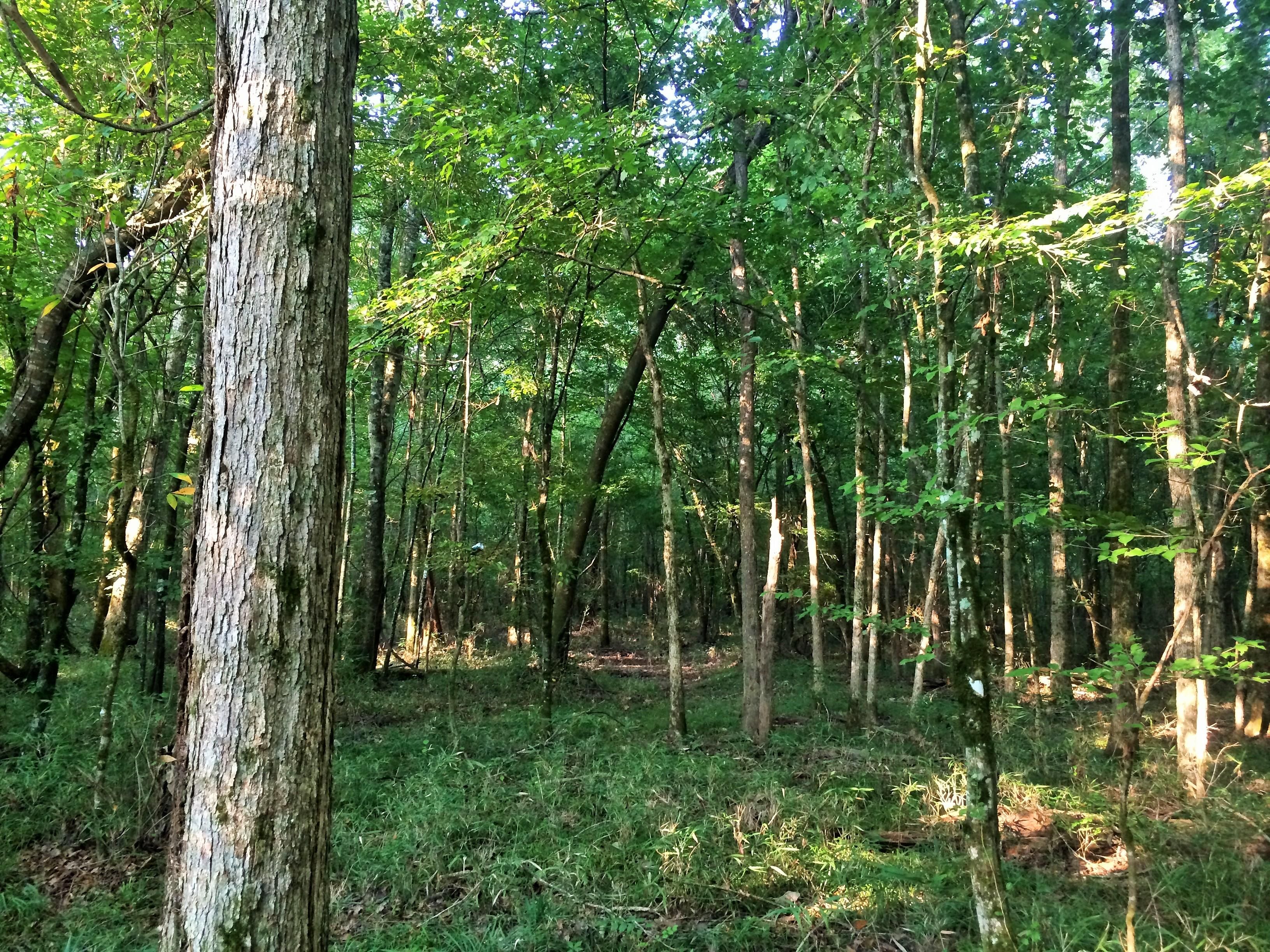 64.6 acres in Elmore County, Alabama