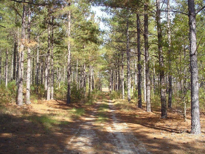 32 acres in Chesterfield County, South Carolina
