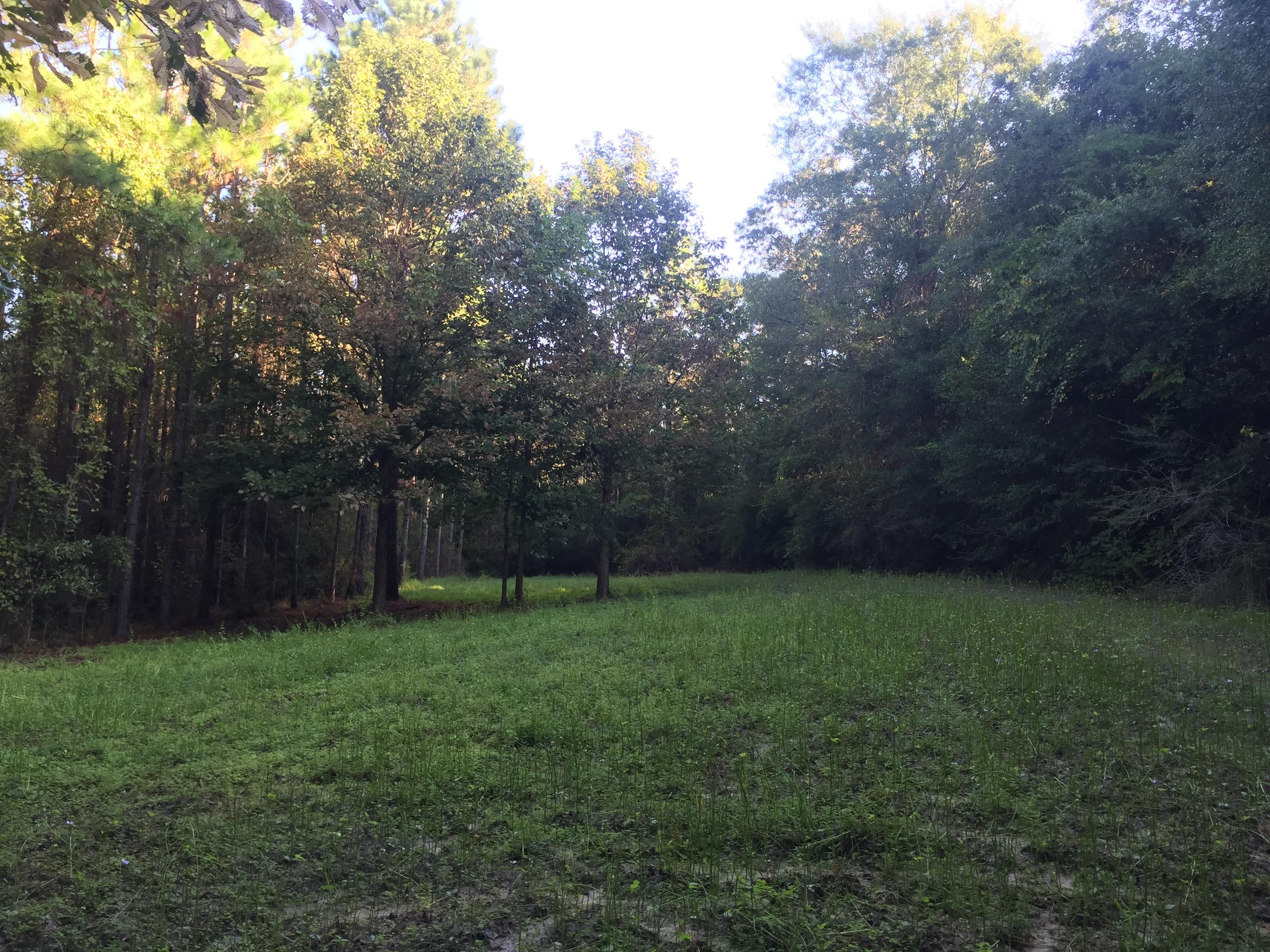 200.00 acres in Covington County, Alabama