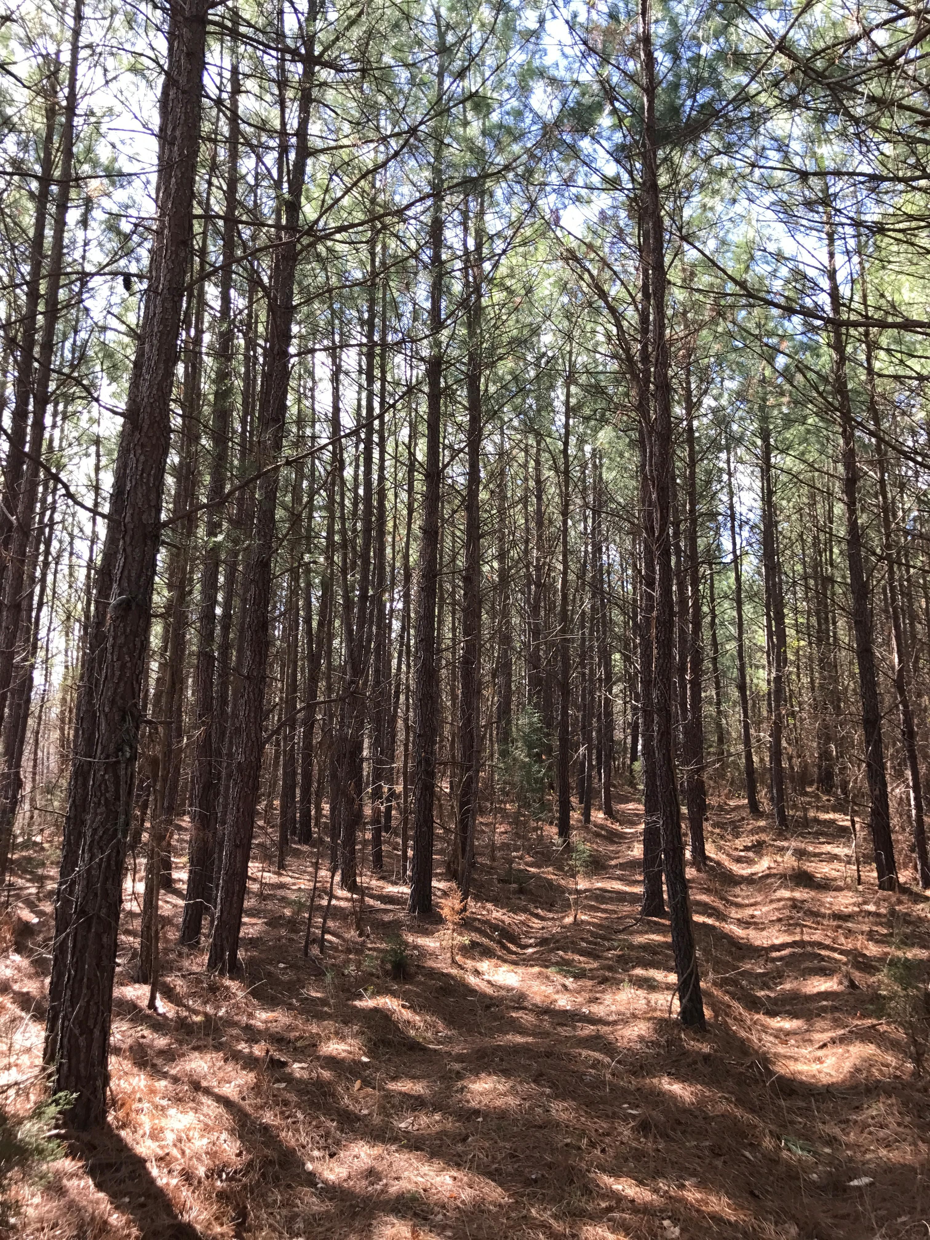 210 acres in Charlotte County, Virginia