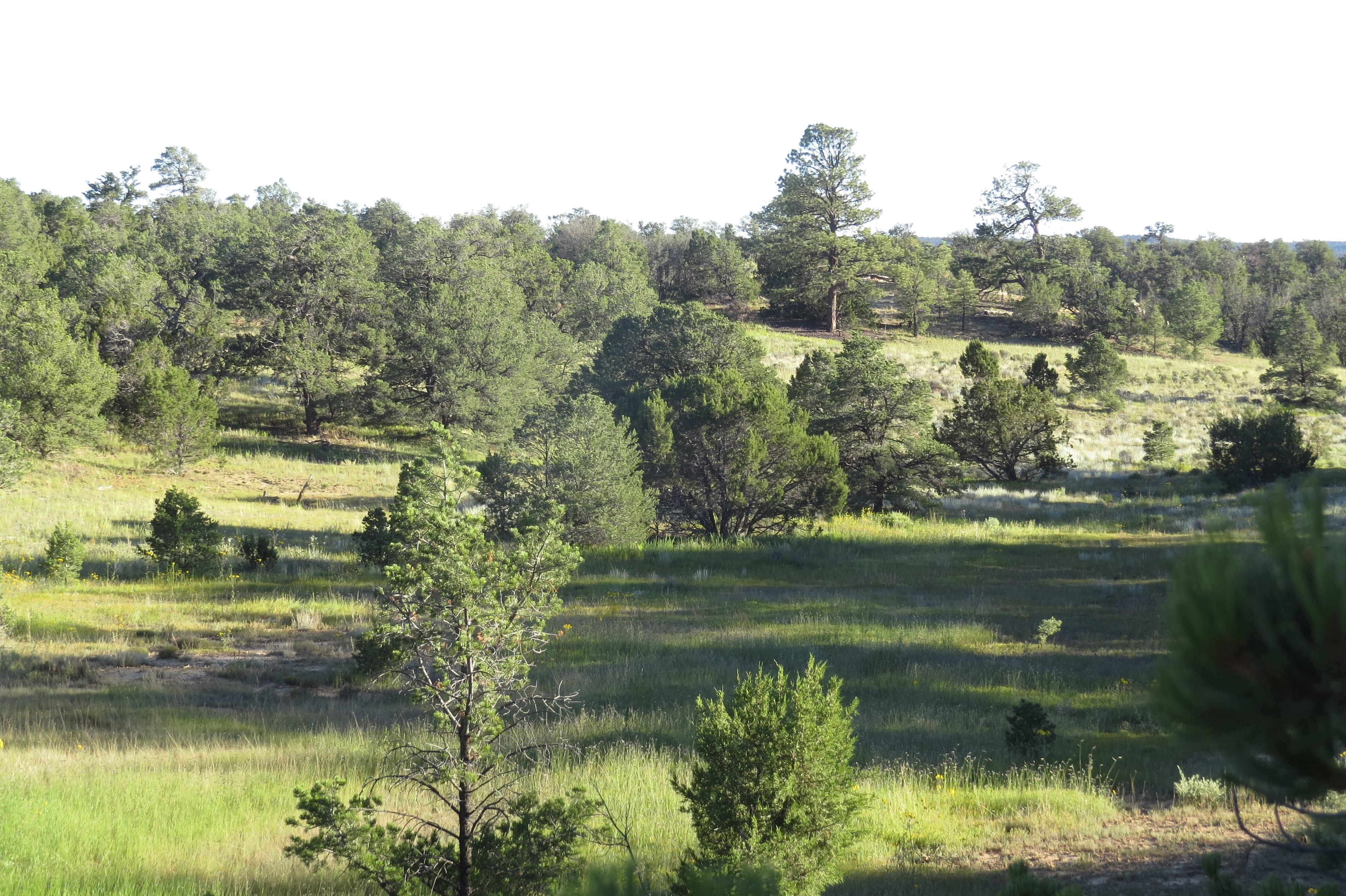 79 acres in Cibola County, New Mexico
