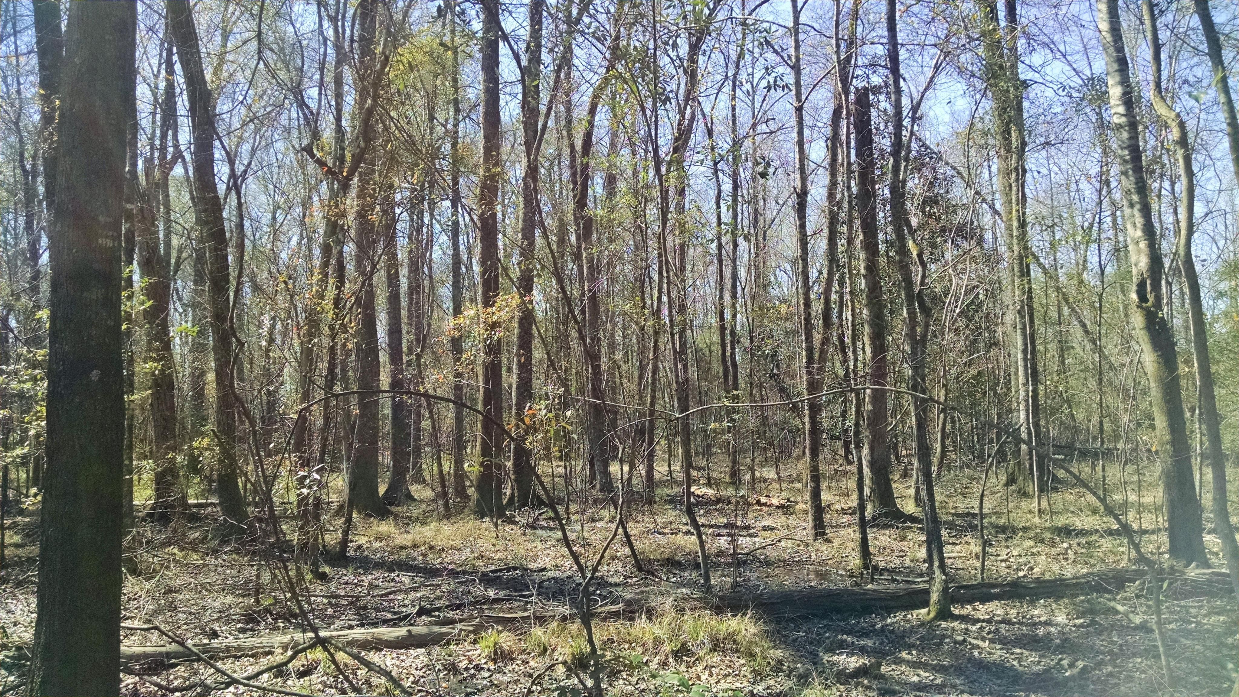 406 acres in Quitman County,