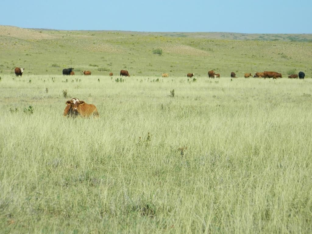 10,982 acres in Roosevelt County, New Mexico