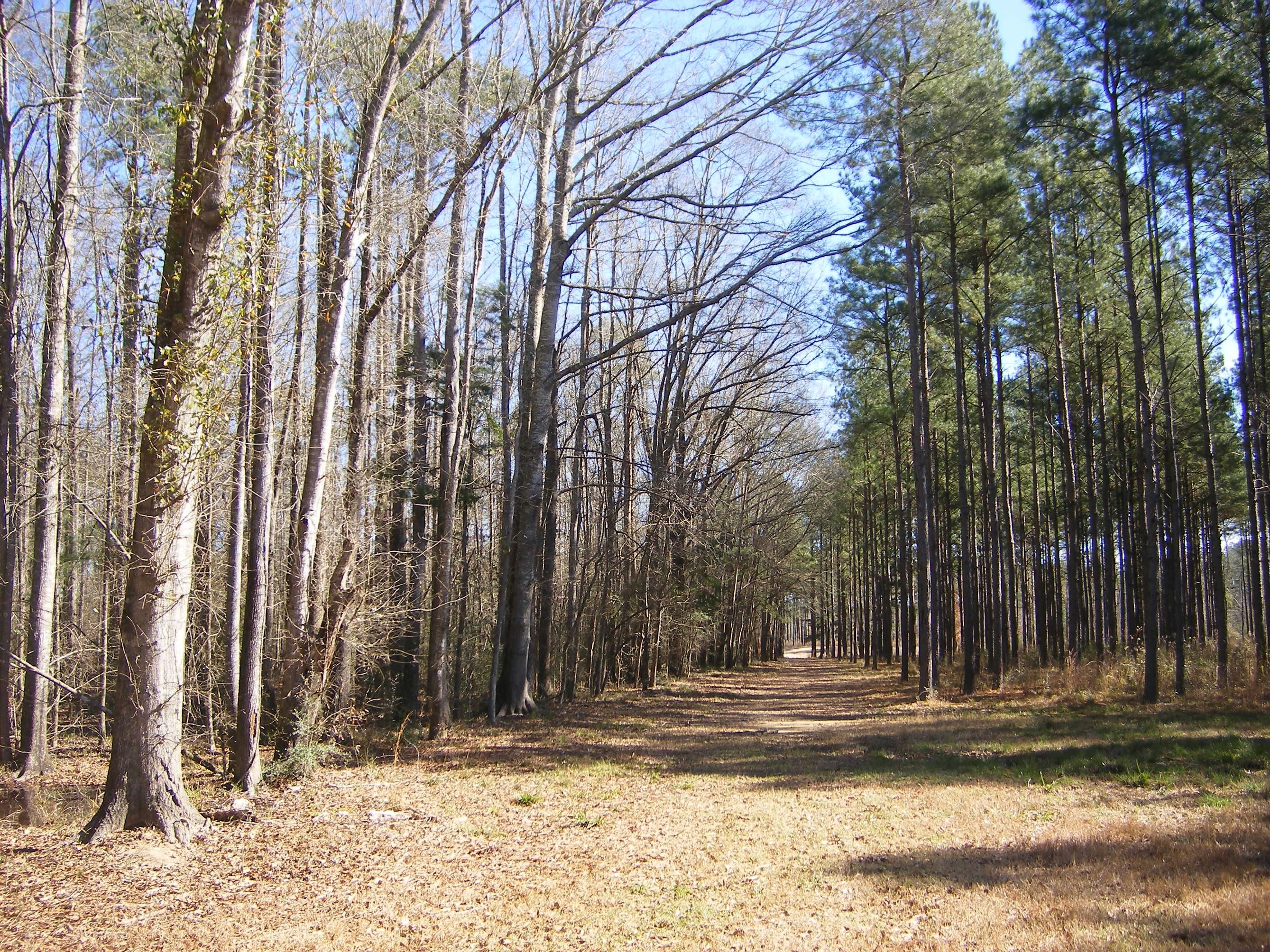 205 acres in Jones County, Mississippi