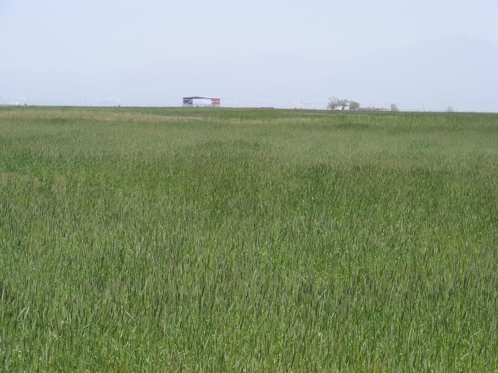 900 acres in Millard County, Utah