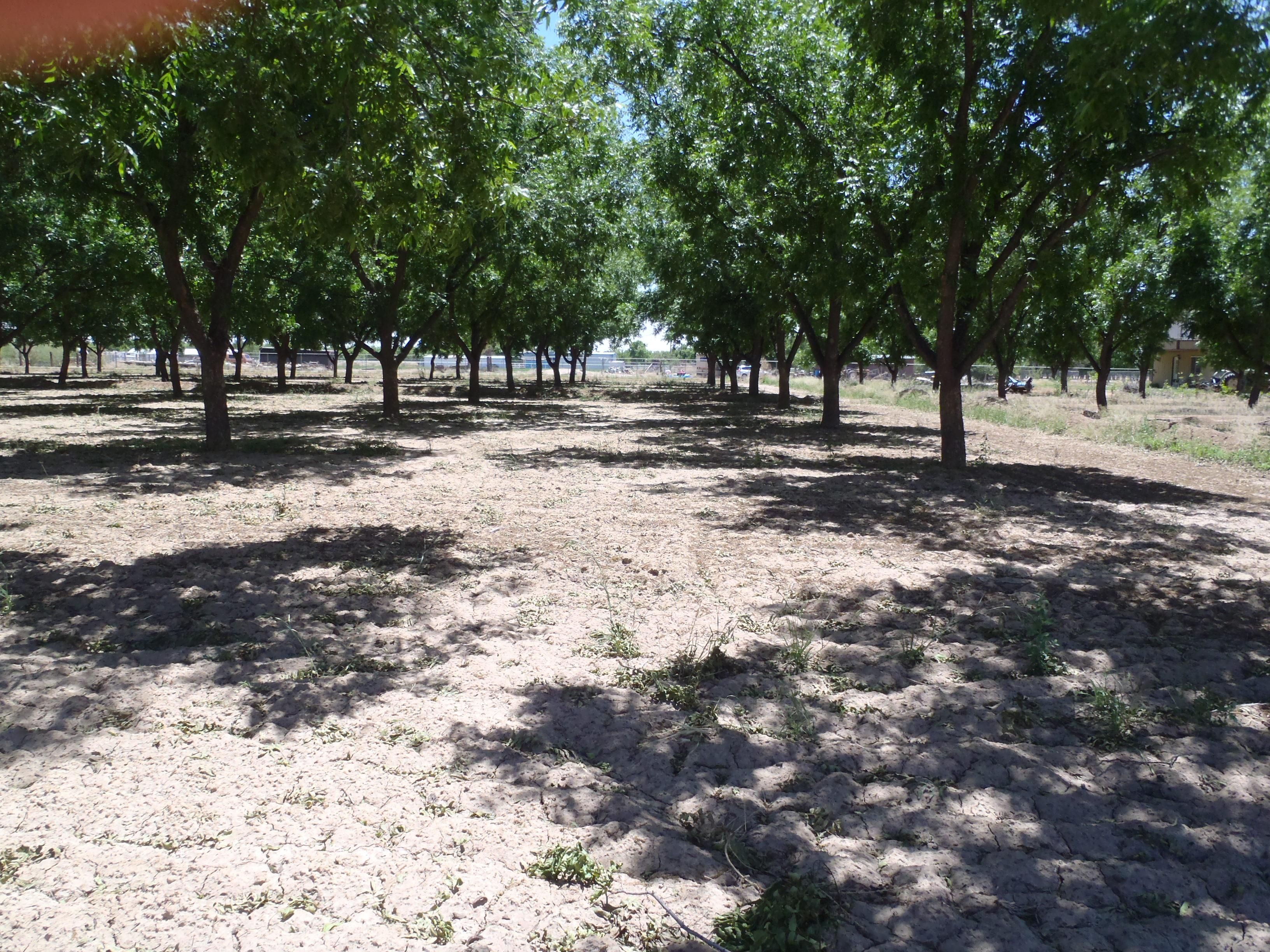 8 acres in Dona Ana County, New Mexico