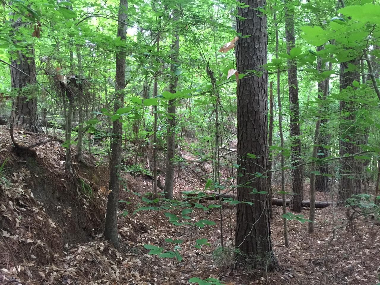 62.20 acres in Rapides Parish, Louisiana