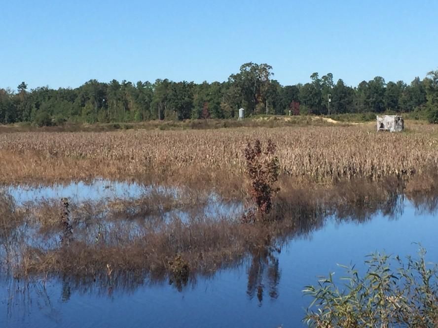 52 acres in Clarendon County, South Carolina