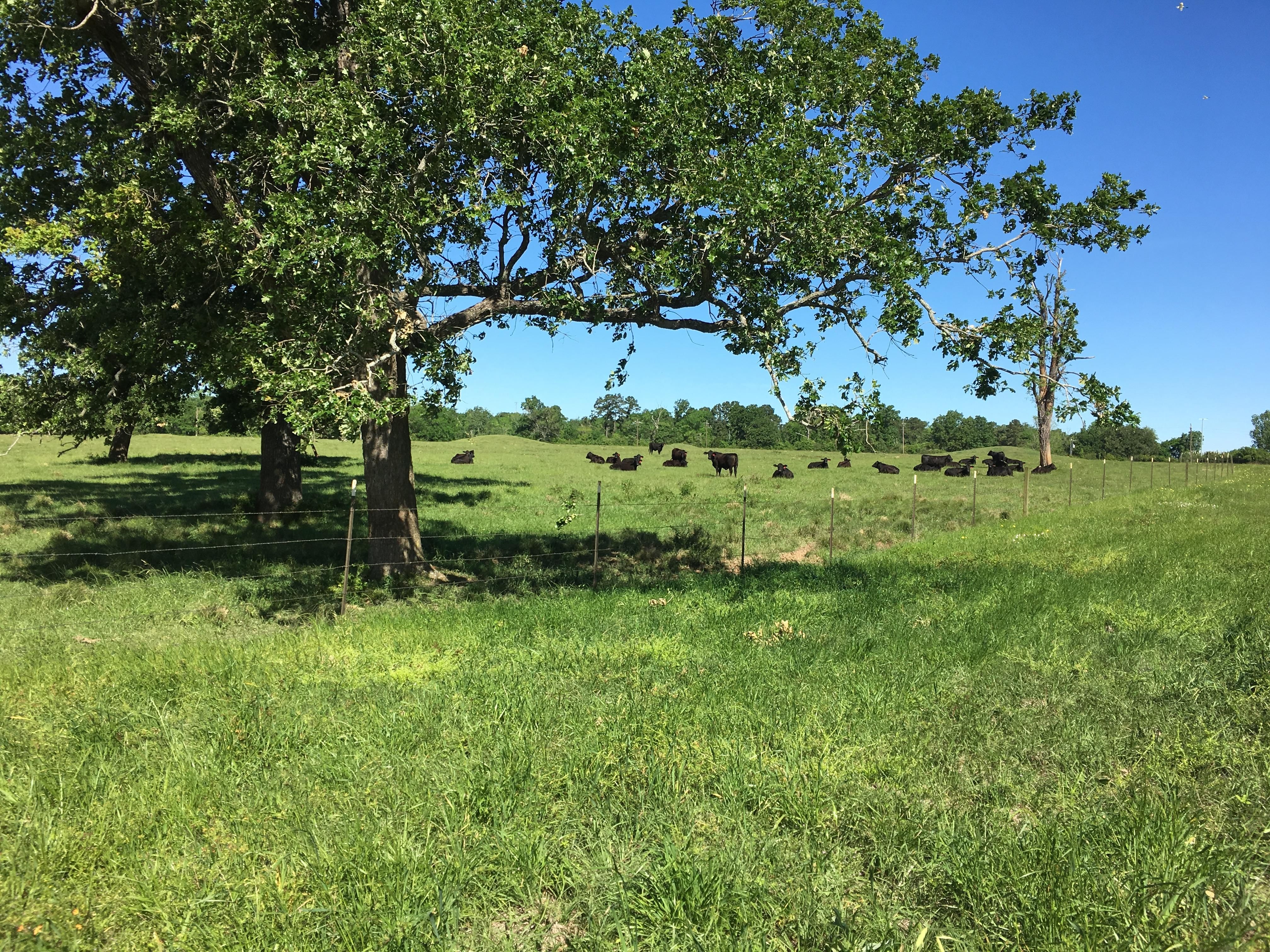 388 acres in Montgomery County, Texas
