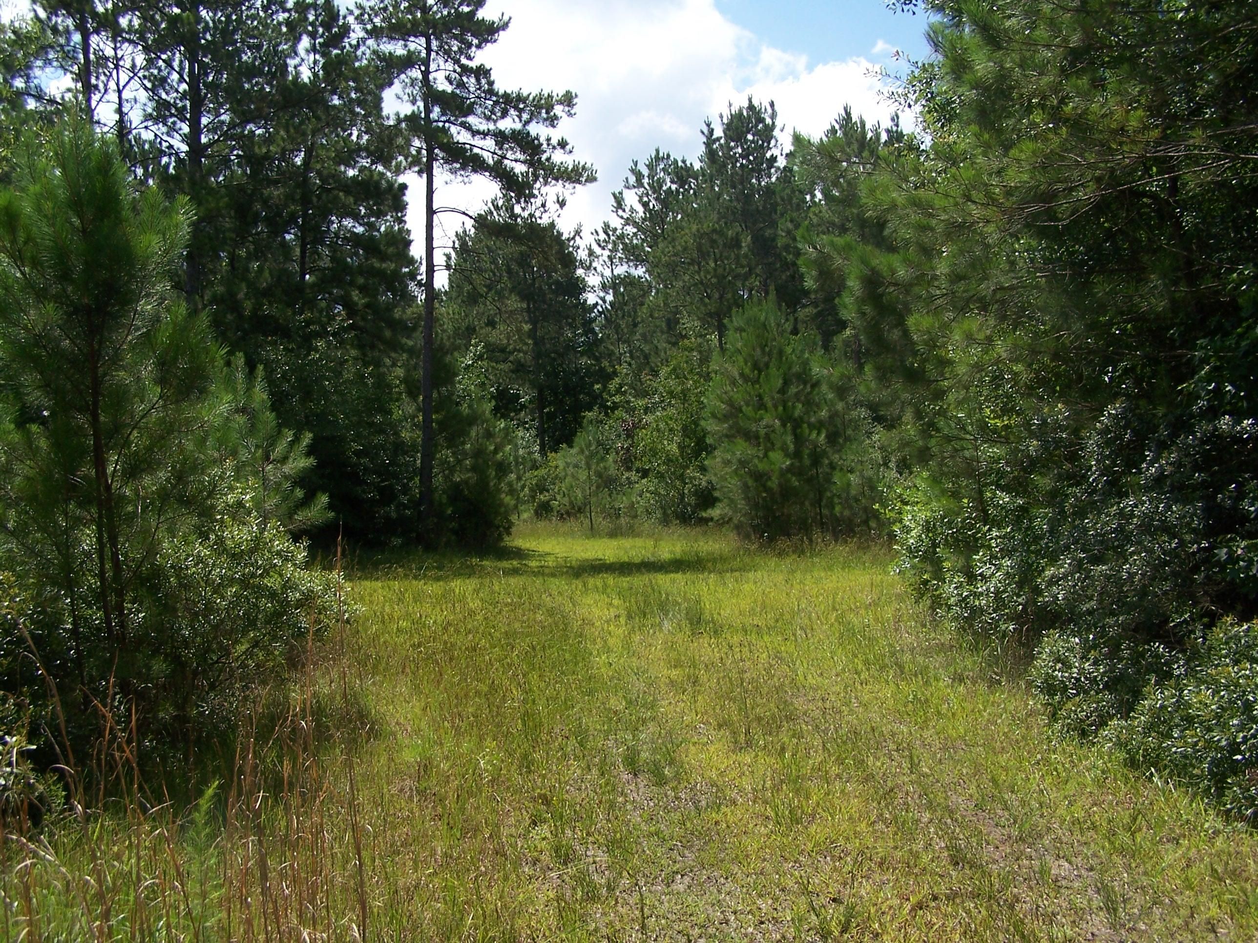 97 acres in Hardin County, Texas