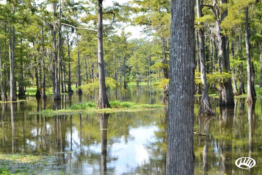 22.61 acres in Morehouse Parish, Louisiana