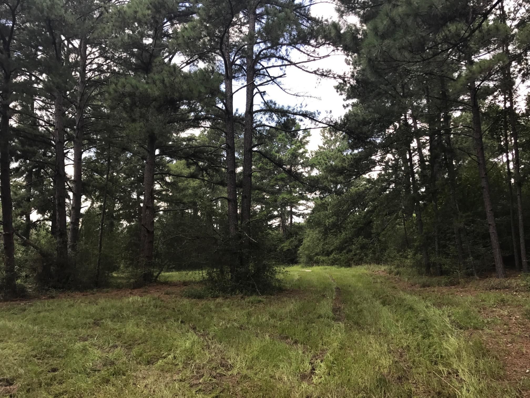40 acres in Leon County, Texas