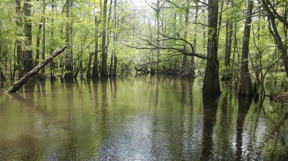 22 acres in Columbus County, North Carolina