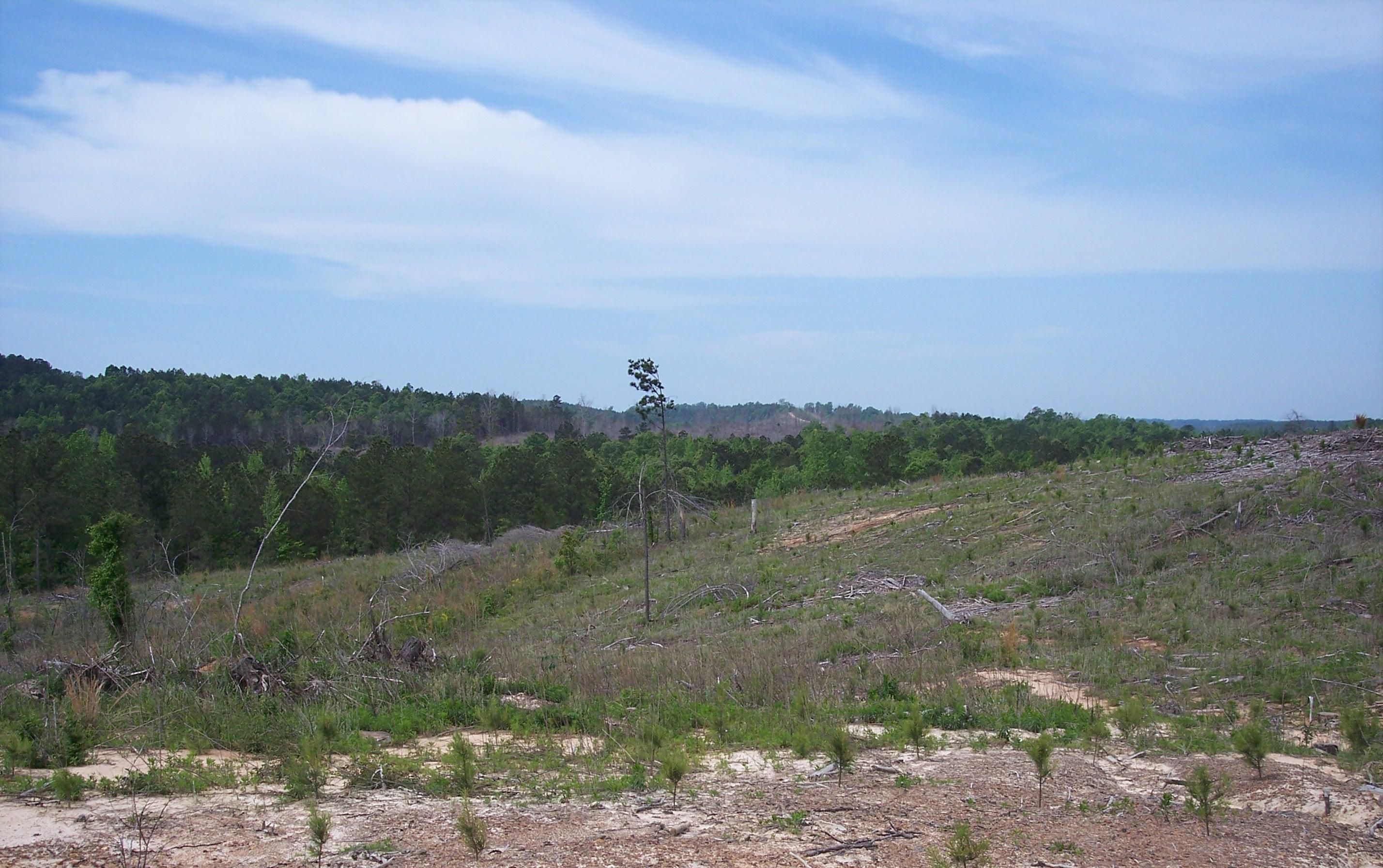84.00 acres in Lamar County, Alabama