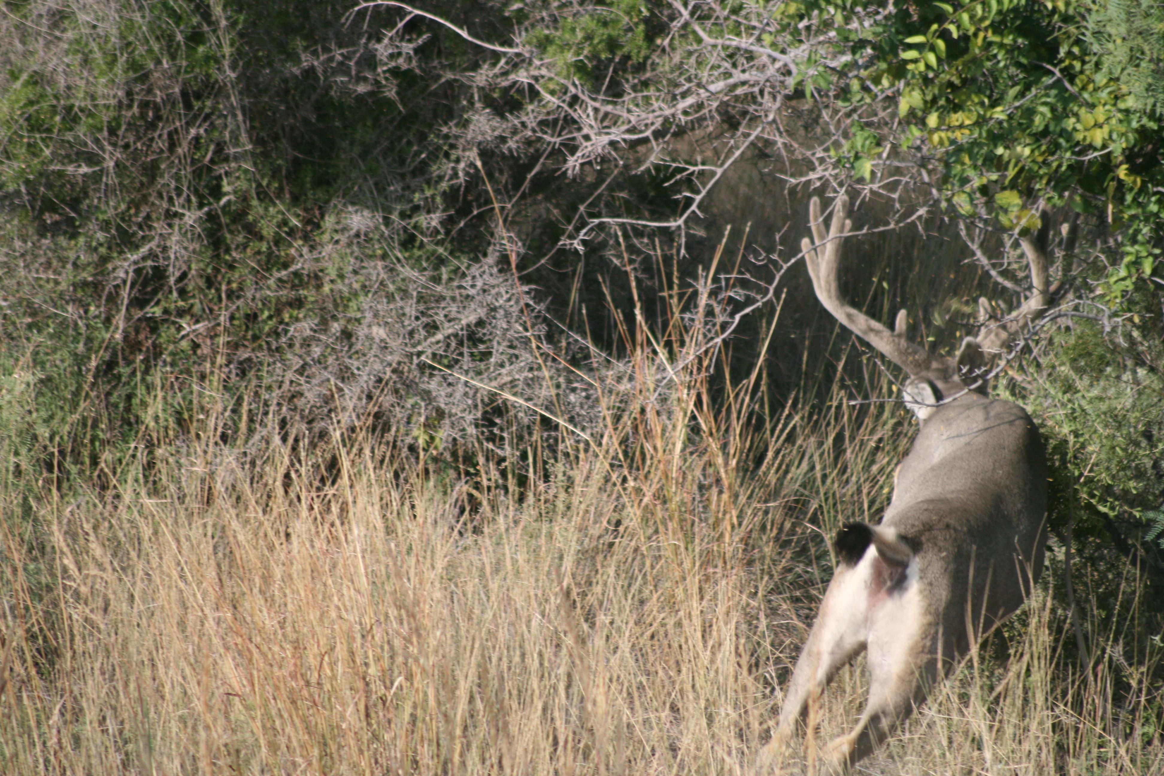 2,254 acres in Terrell County, Texas