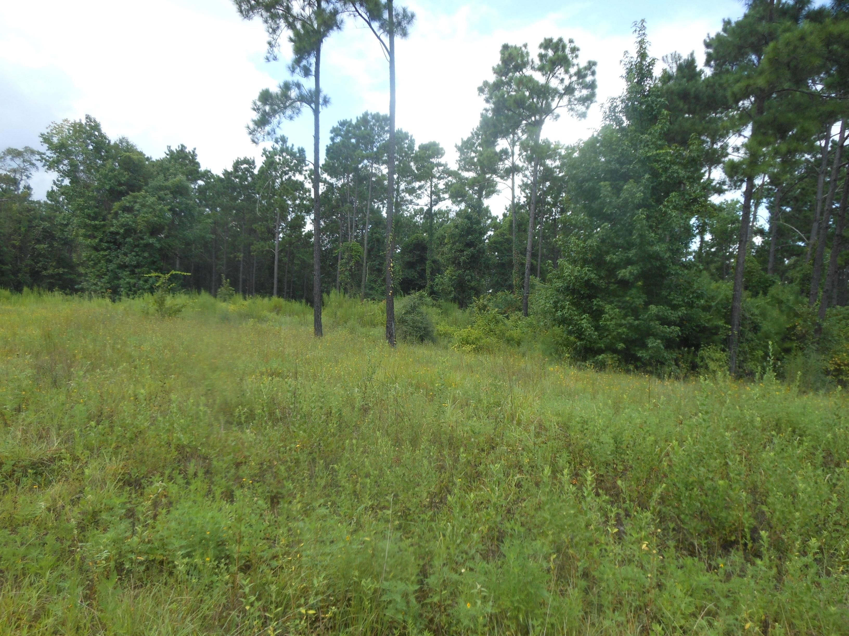 15.00 acres in Sabine County, Texas