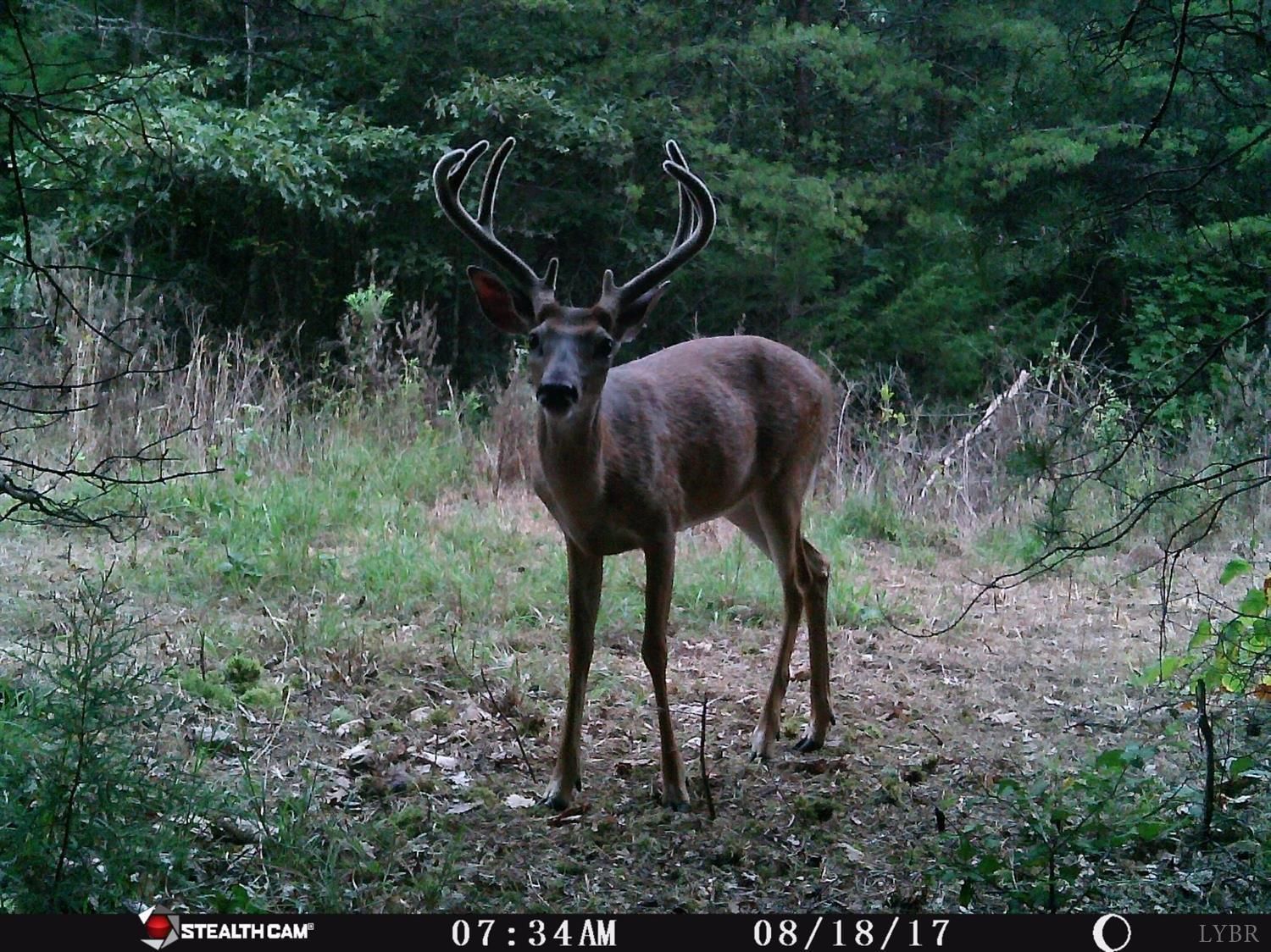 34 acres in Nelson County, Virginia