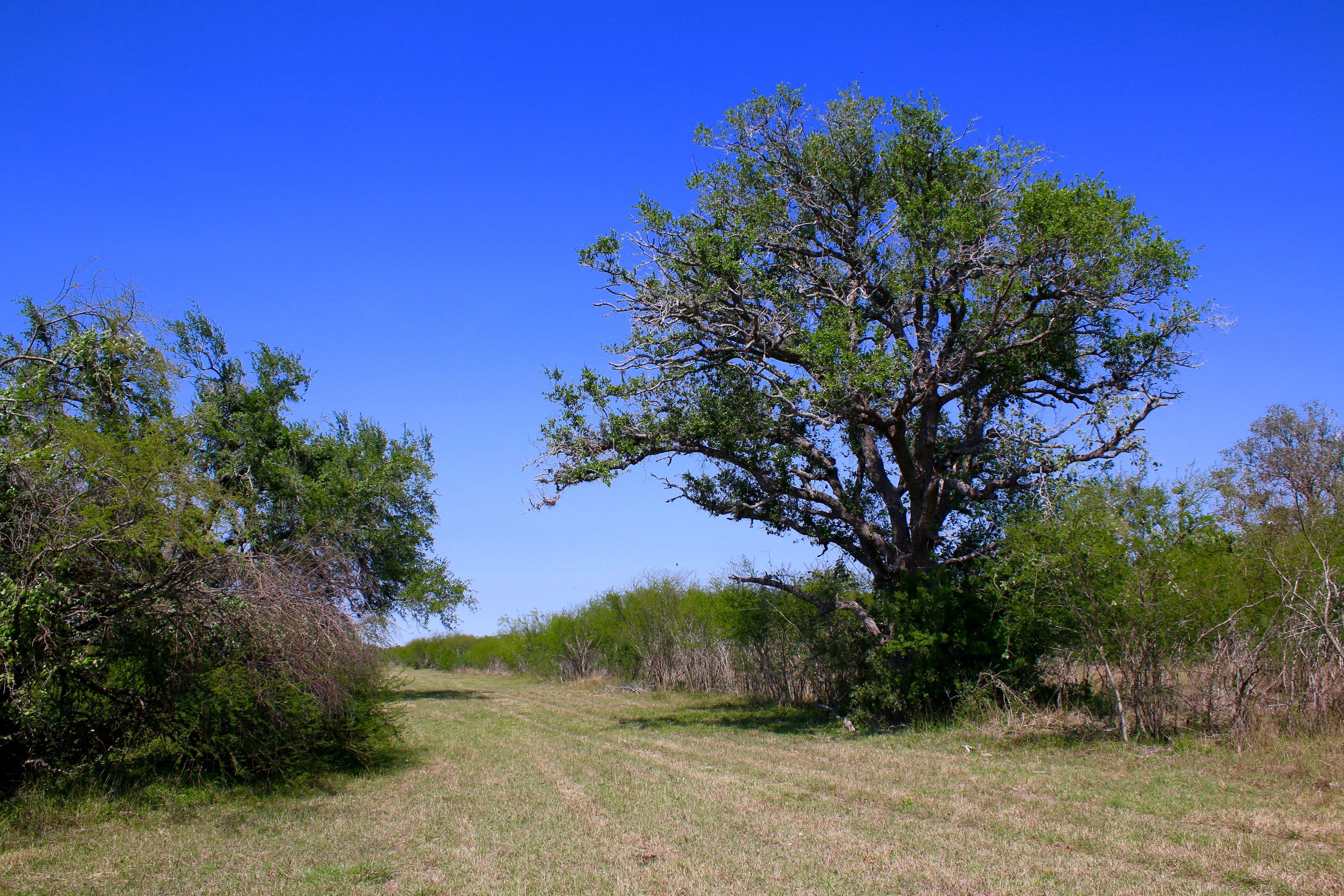 850 acres in Refugio County, Texas
