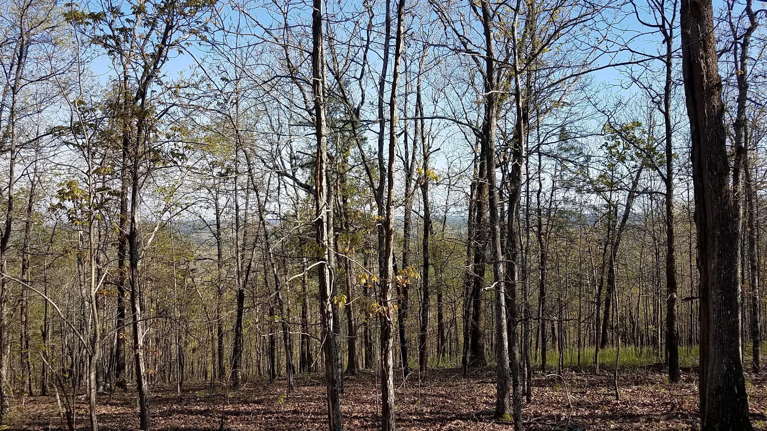 80 acres in Clay County, Alabama