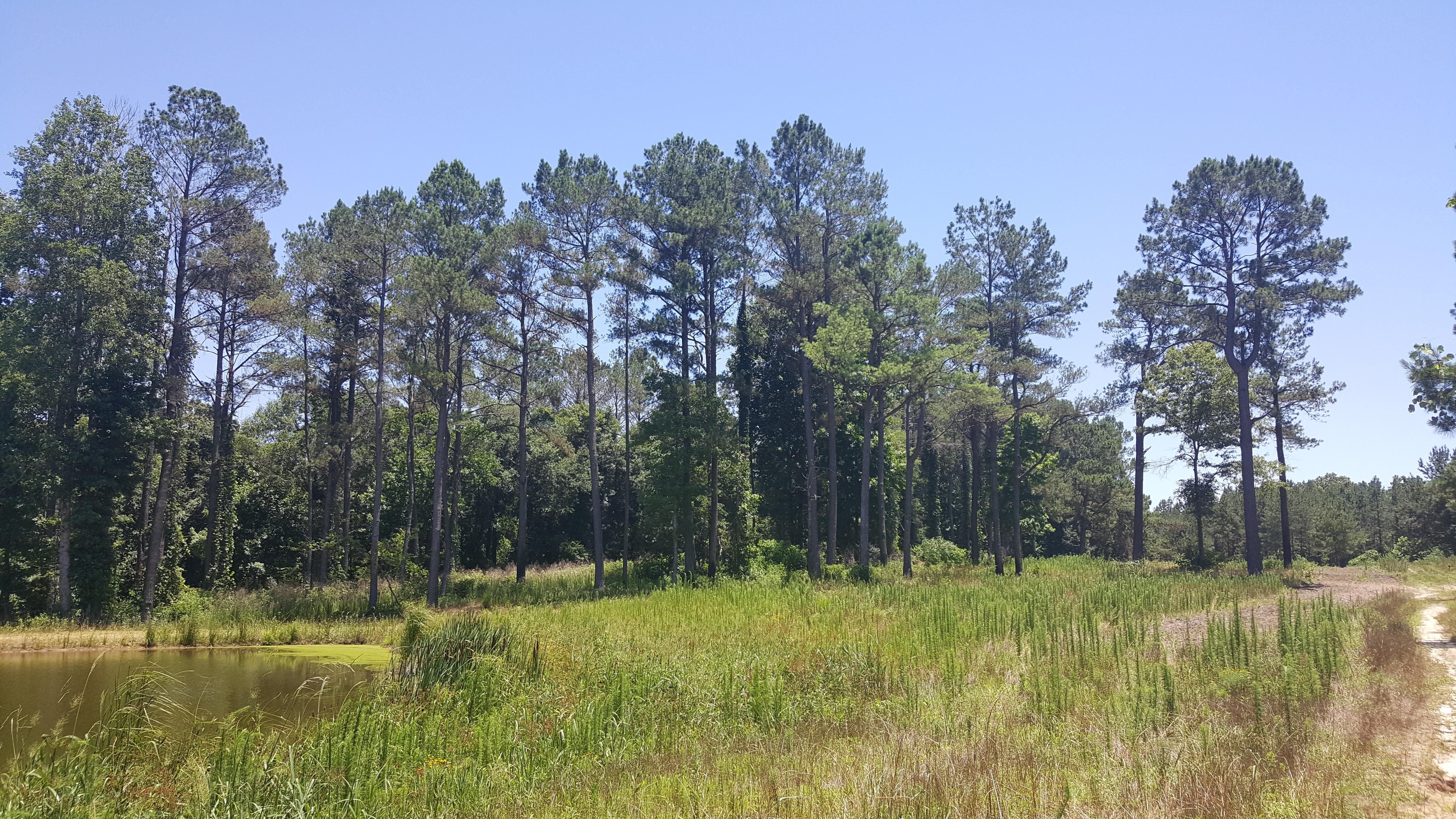 267.00 acres in Marengo County, Alabama