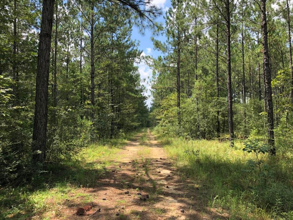 62 acres in Forrest County, Mississippi