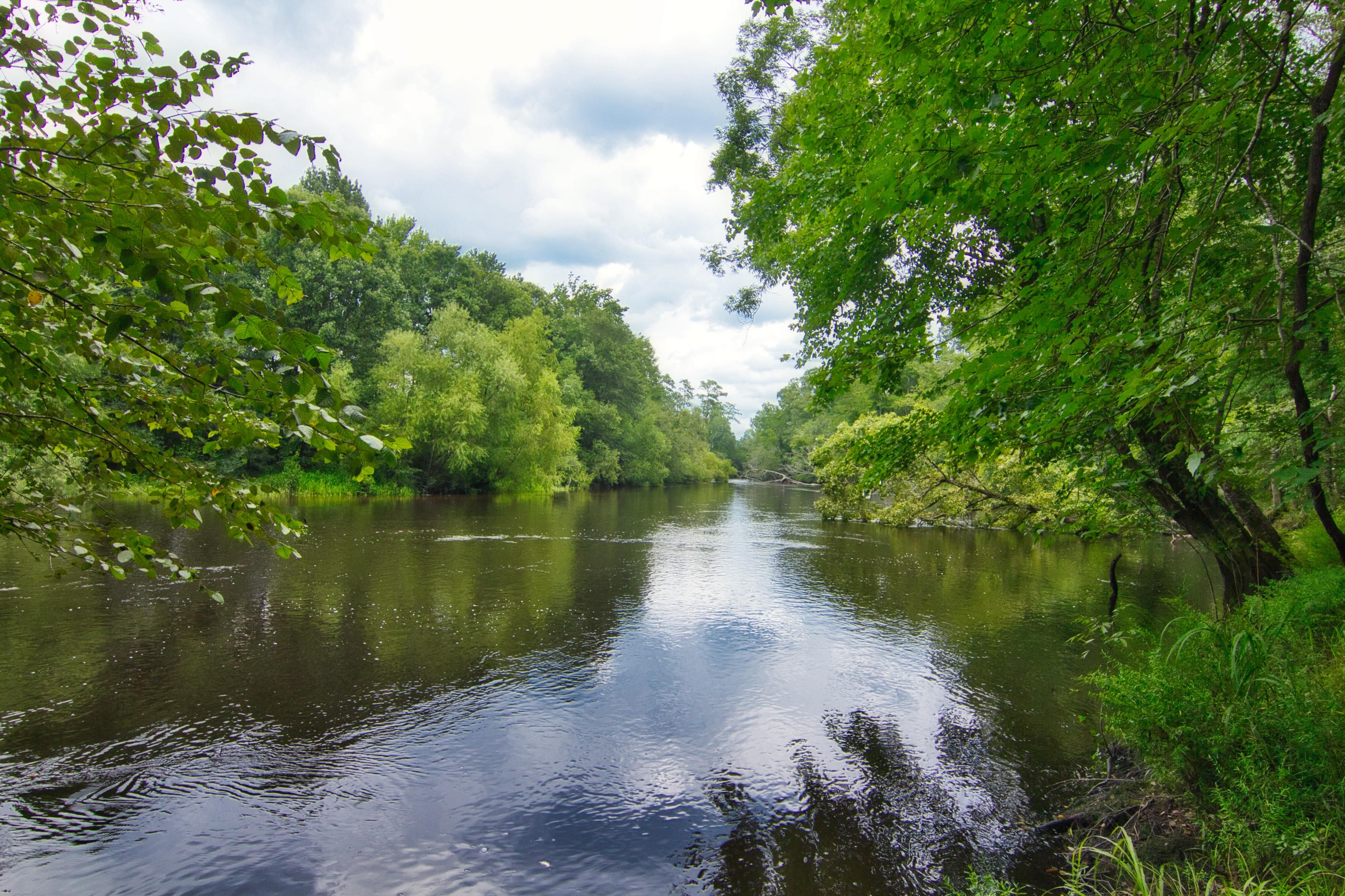 118.95 acres in Bamberg County, South Carolina