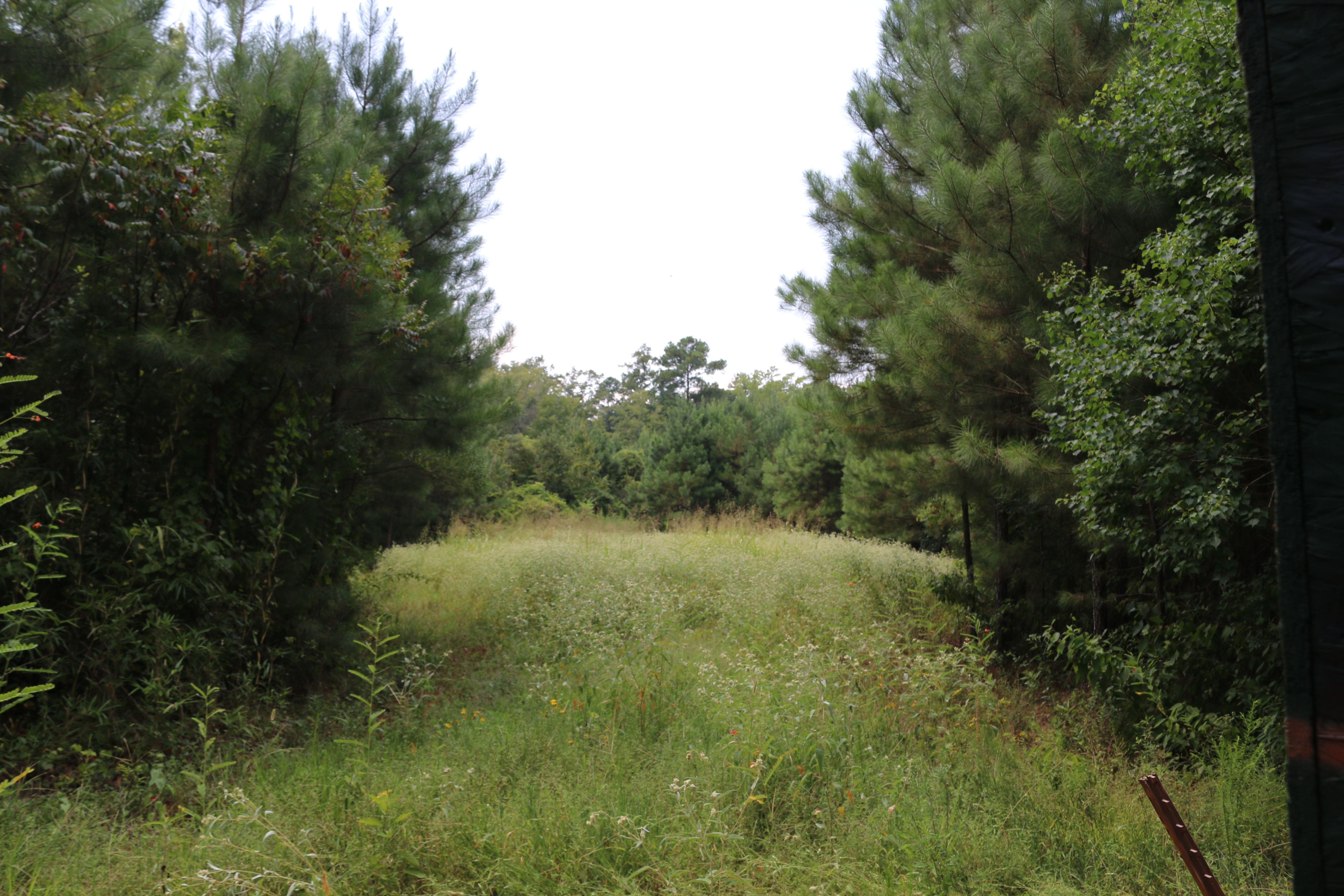 133 acres in San Augustine County, Texas