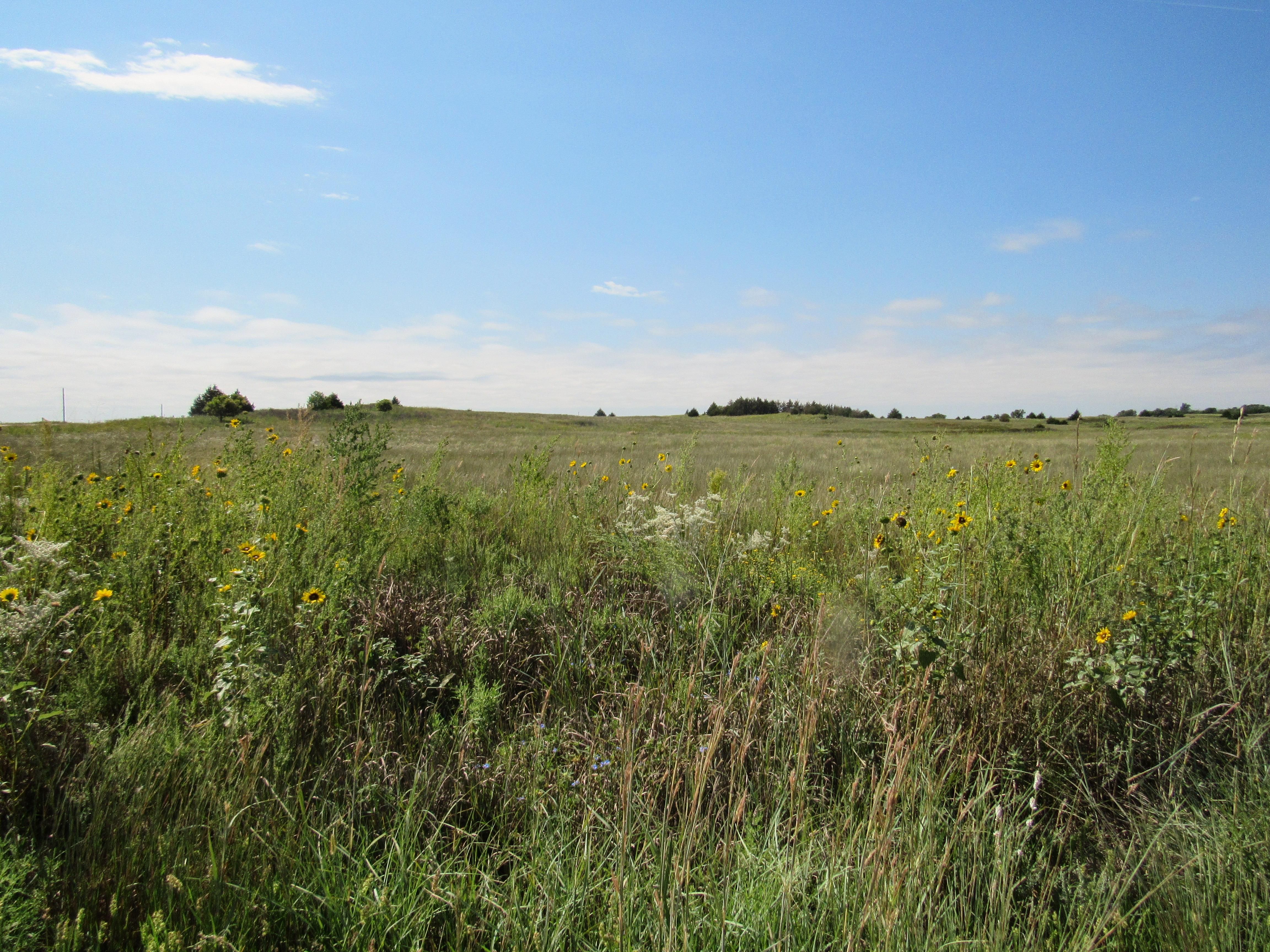 275 acres in Kiowa County, Kansas