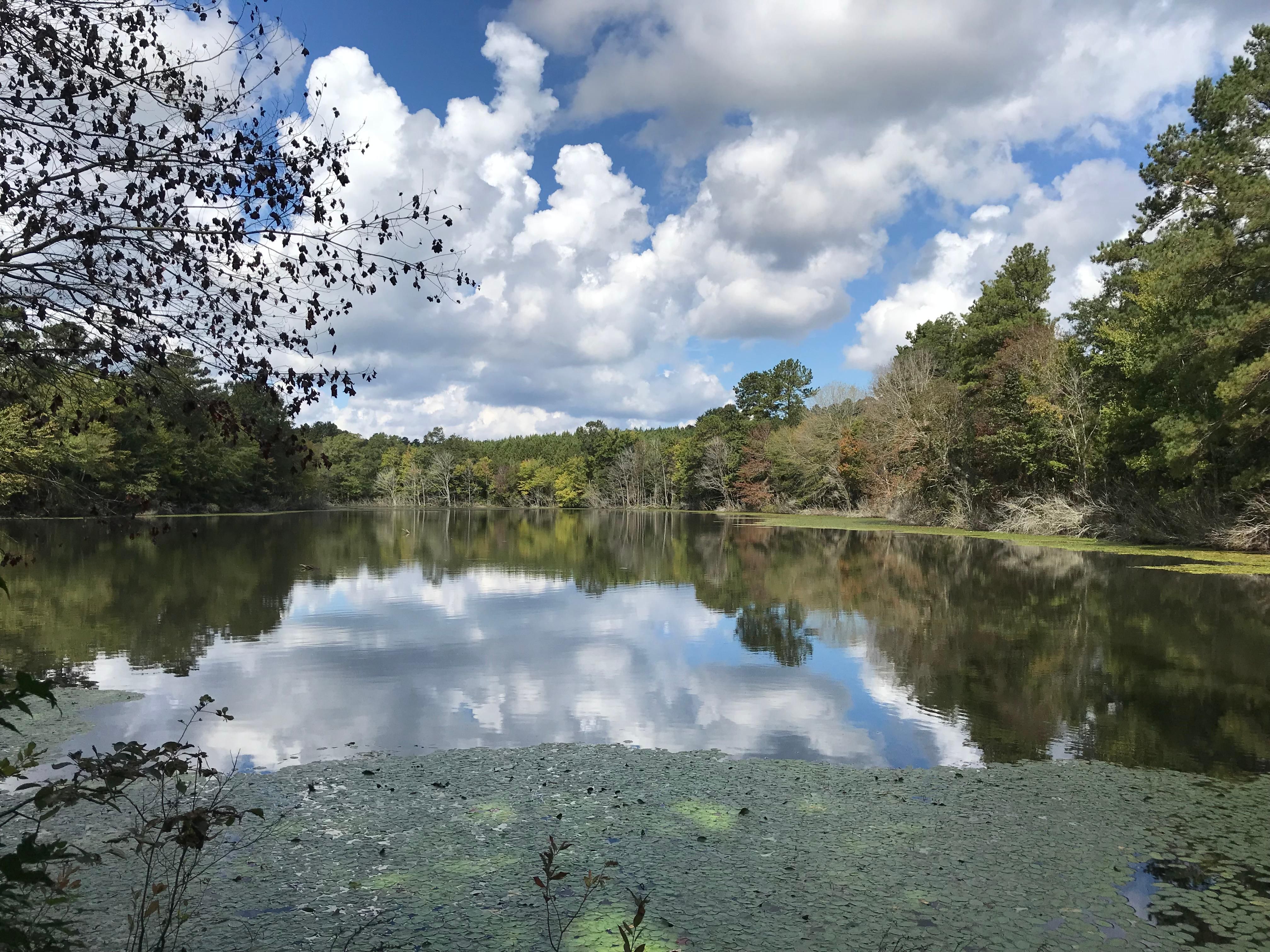 80 acres in Union Parish, Louisiana
