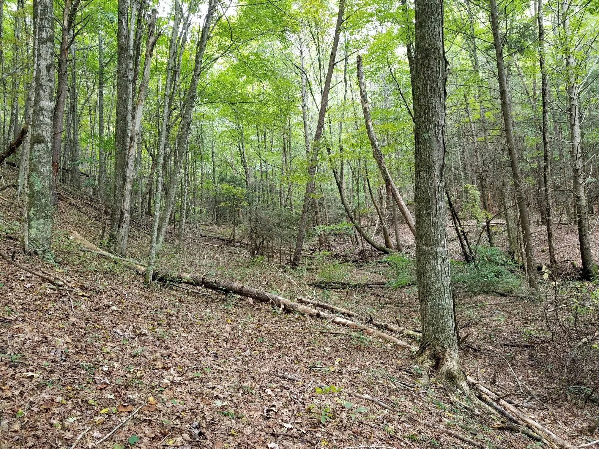 318 acres in Greenbrier County, West Virginia