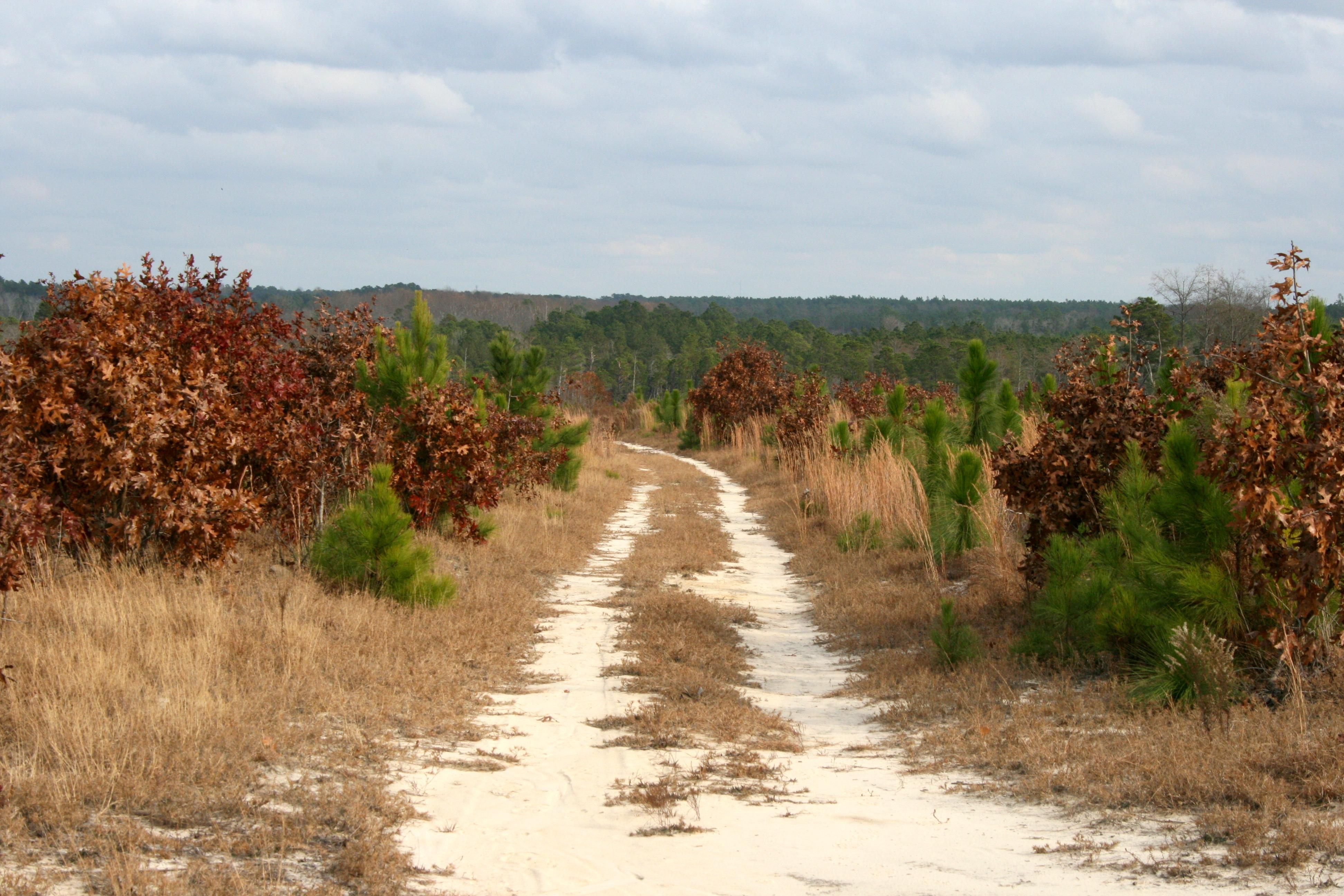 167.36 acres in Hoke County, North Carolina