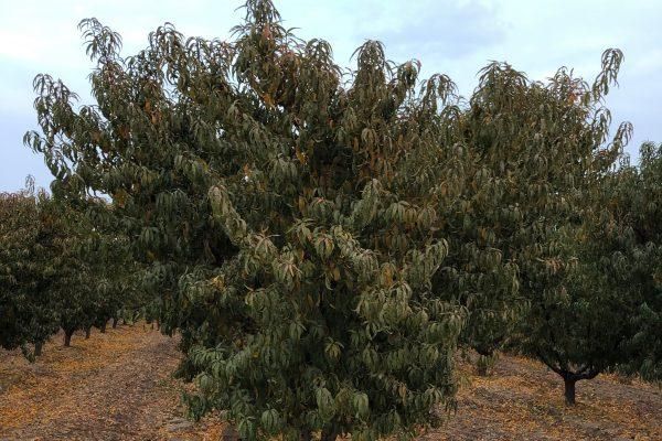 18 79 Acres In Fresno County California