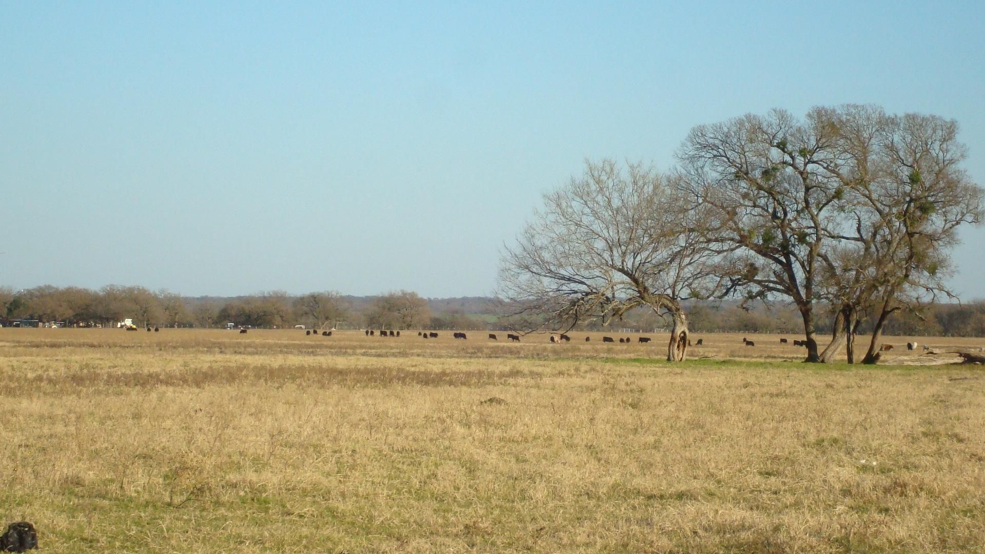 88 acres in Falls County, Texas
