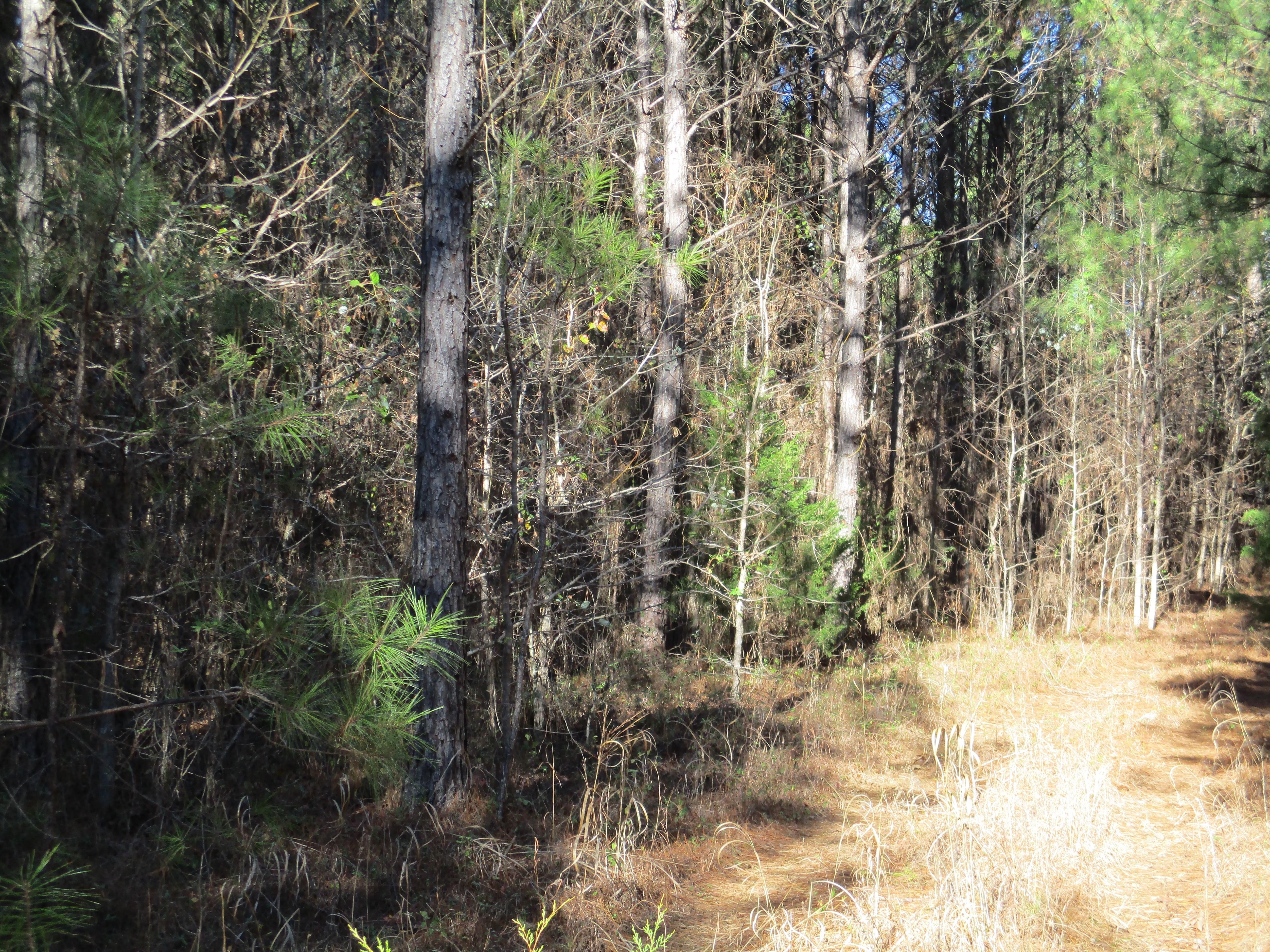 46 acres in Prentiss County, Mississippi