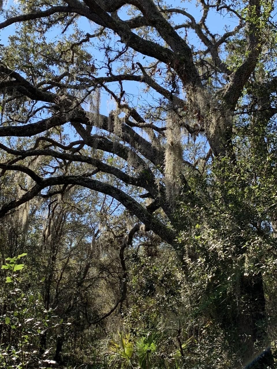 13.28 acres in Citrus County, Florida