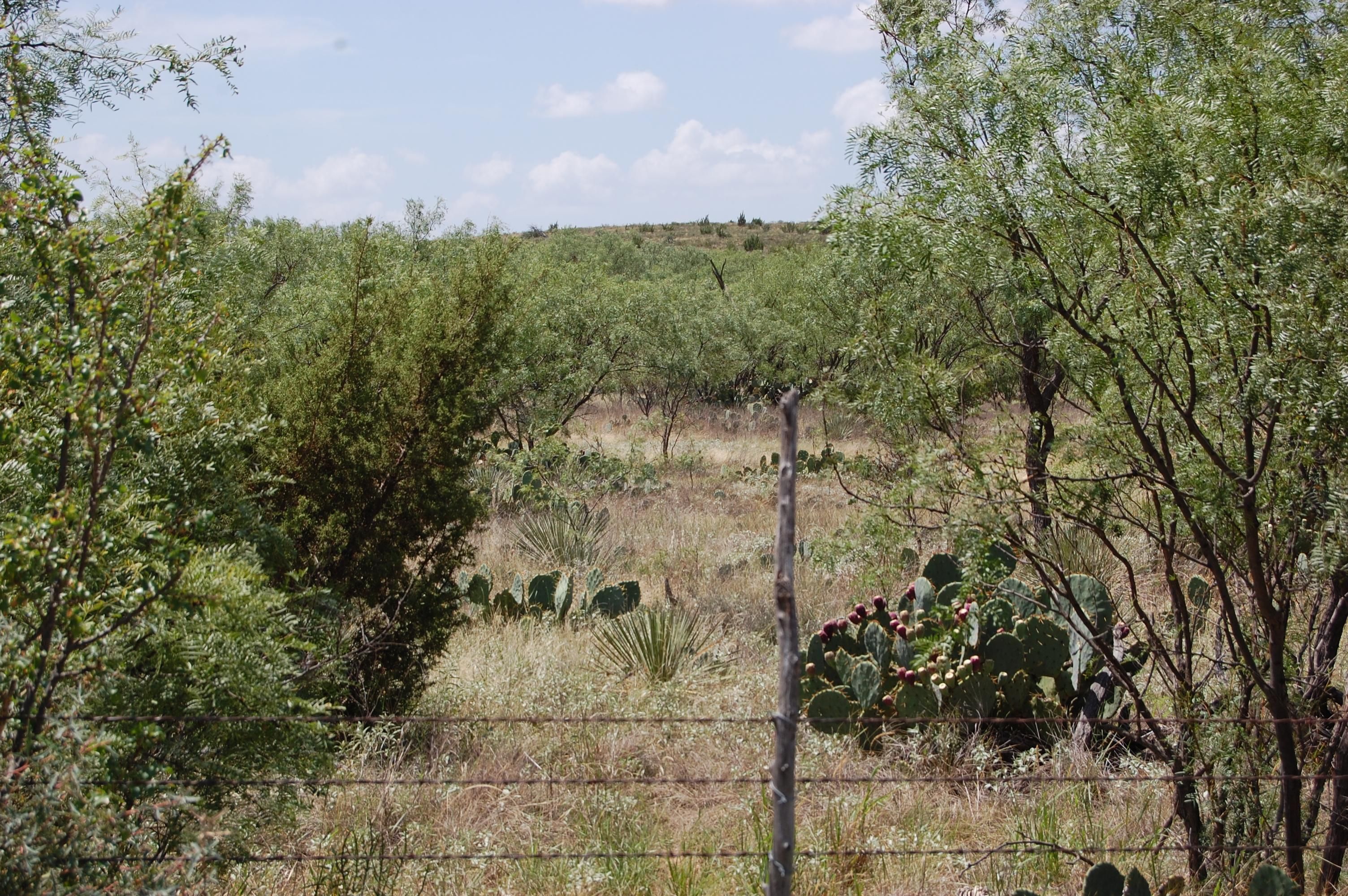 773 acres in Nolan County, Texas