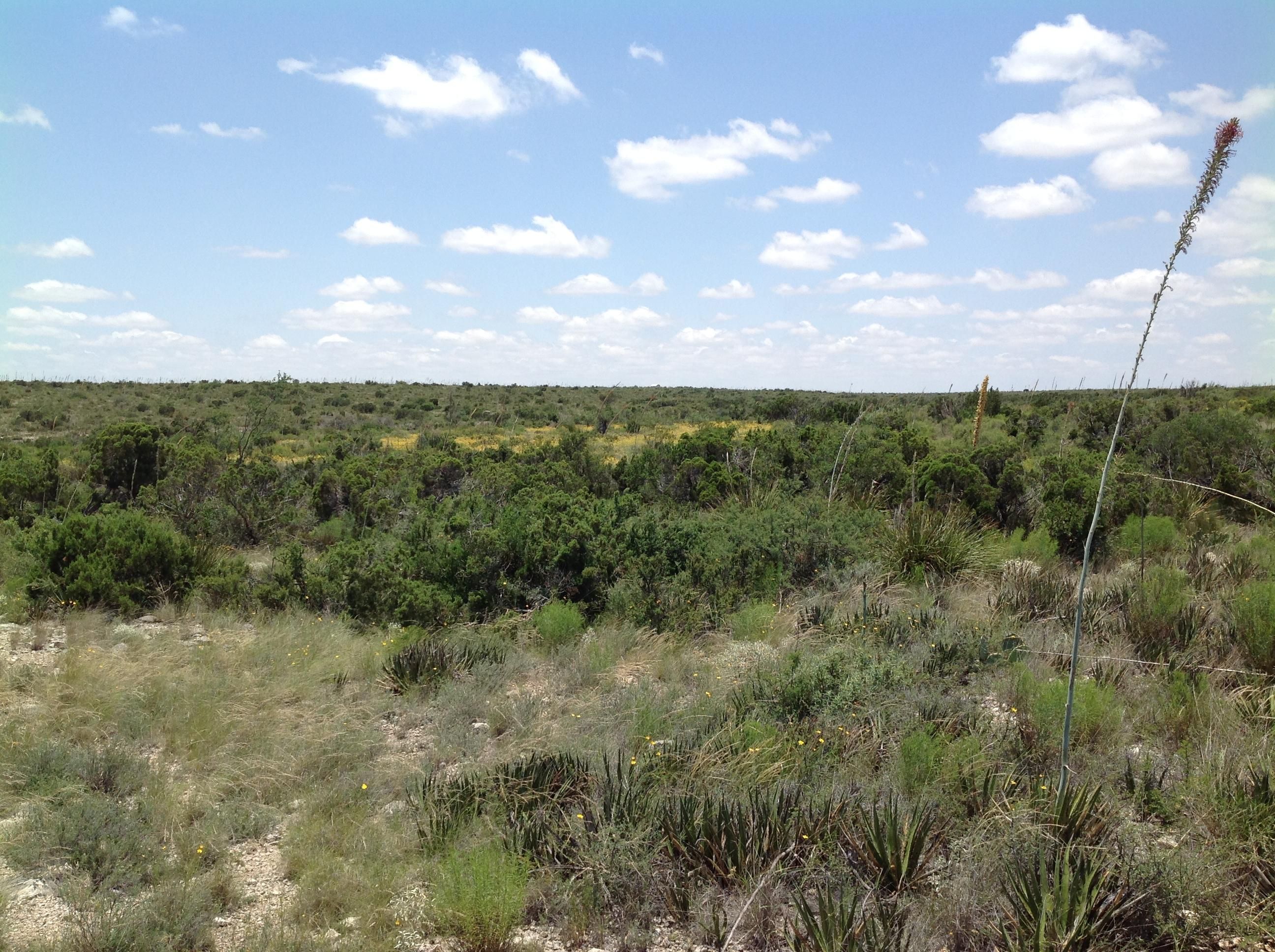223.9 acres in Terrell County, Texas