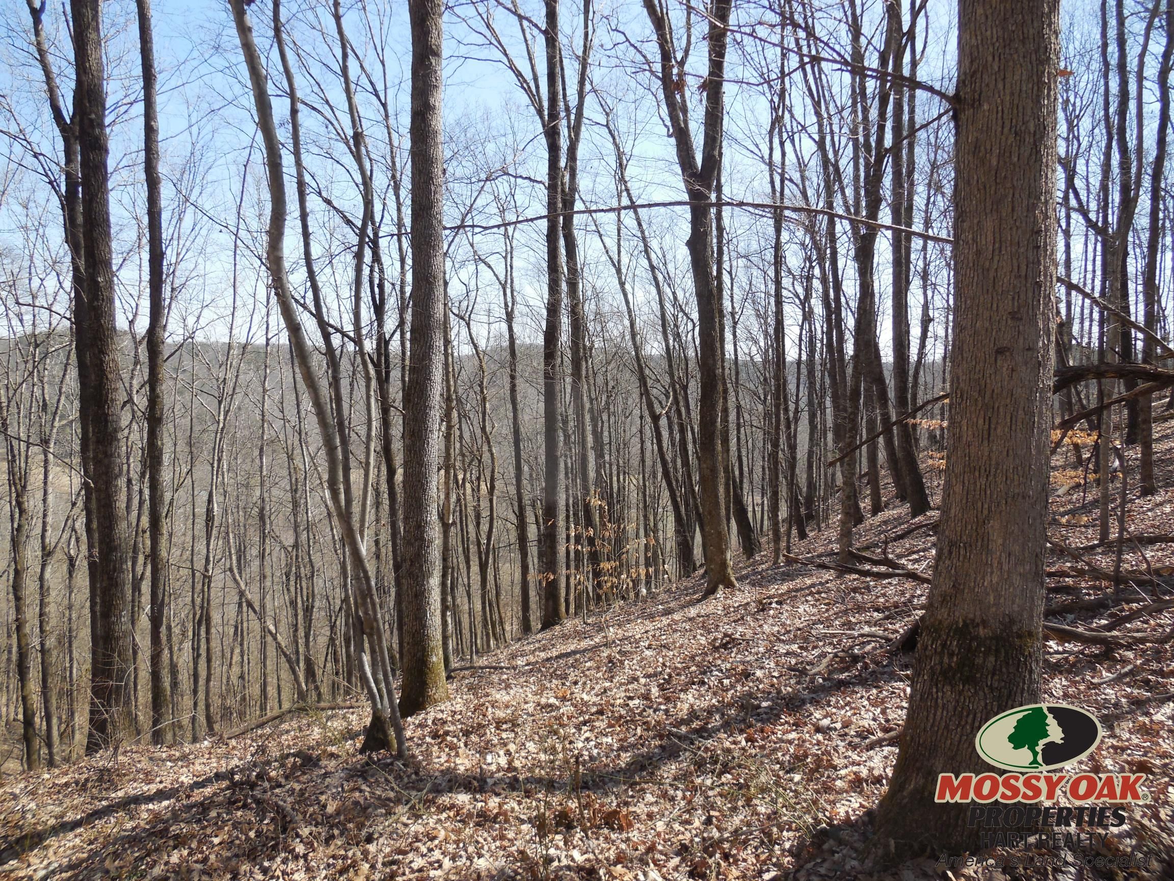 85 acres in Adair County, Kentucky