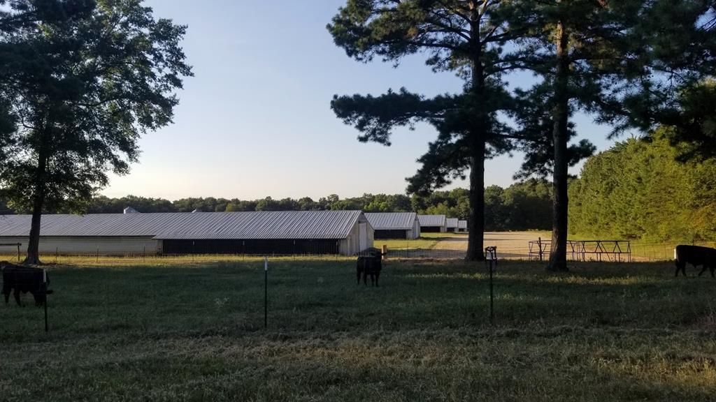 99 acres in Shelby County, Texas