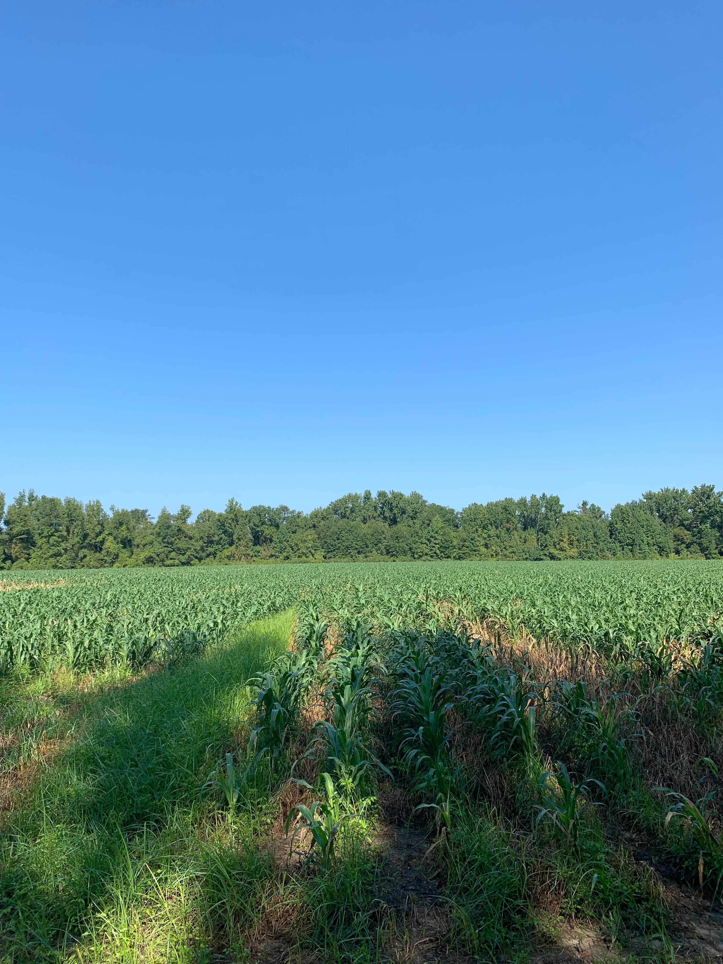 115.1 acres in Marlboro County, South Carolina