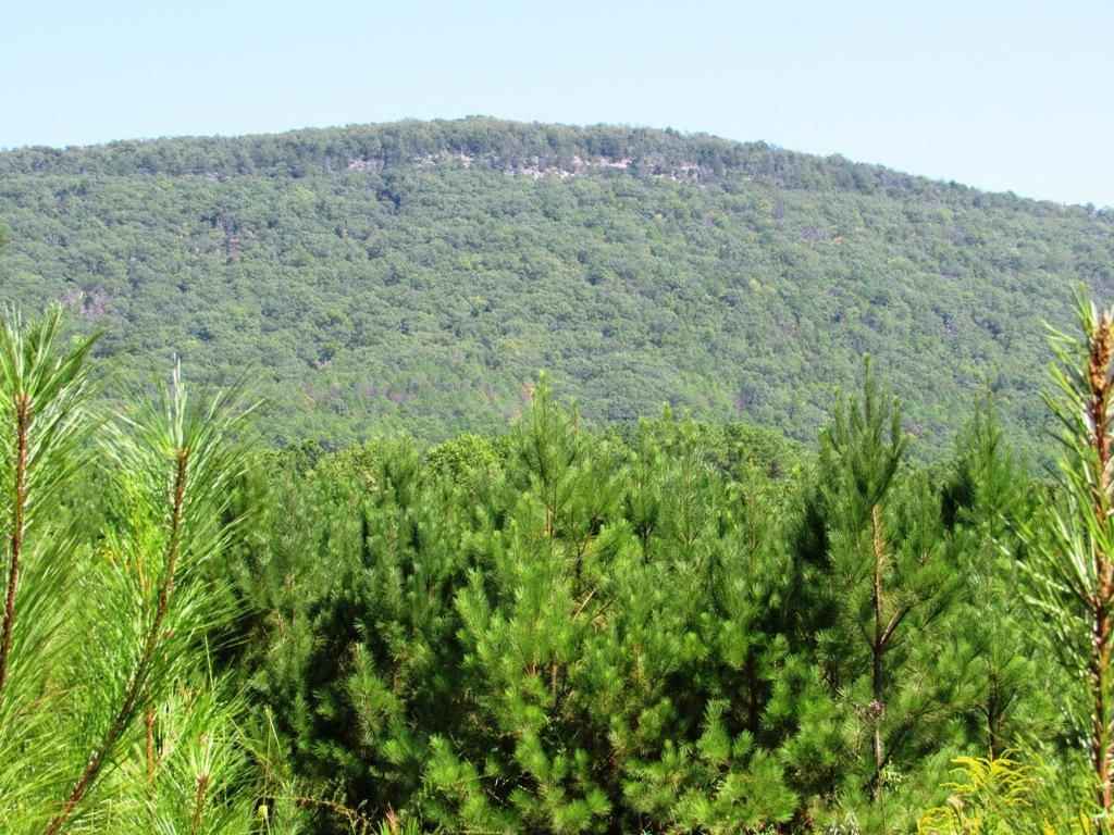 79 Acres In Clay County Alabama
