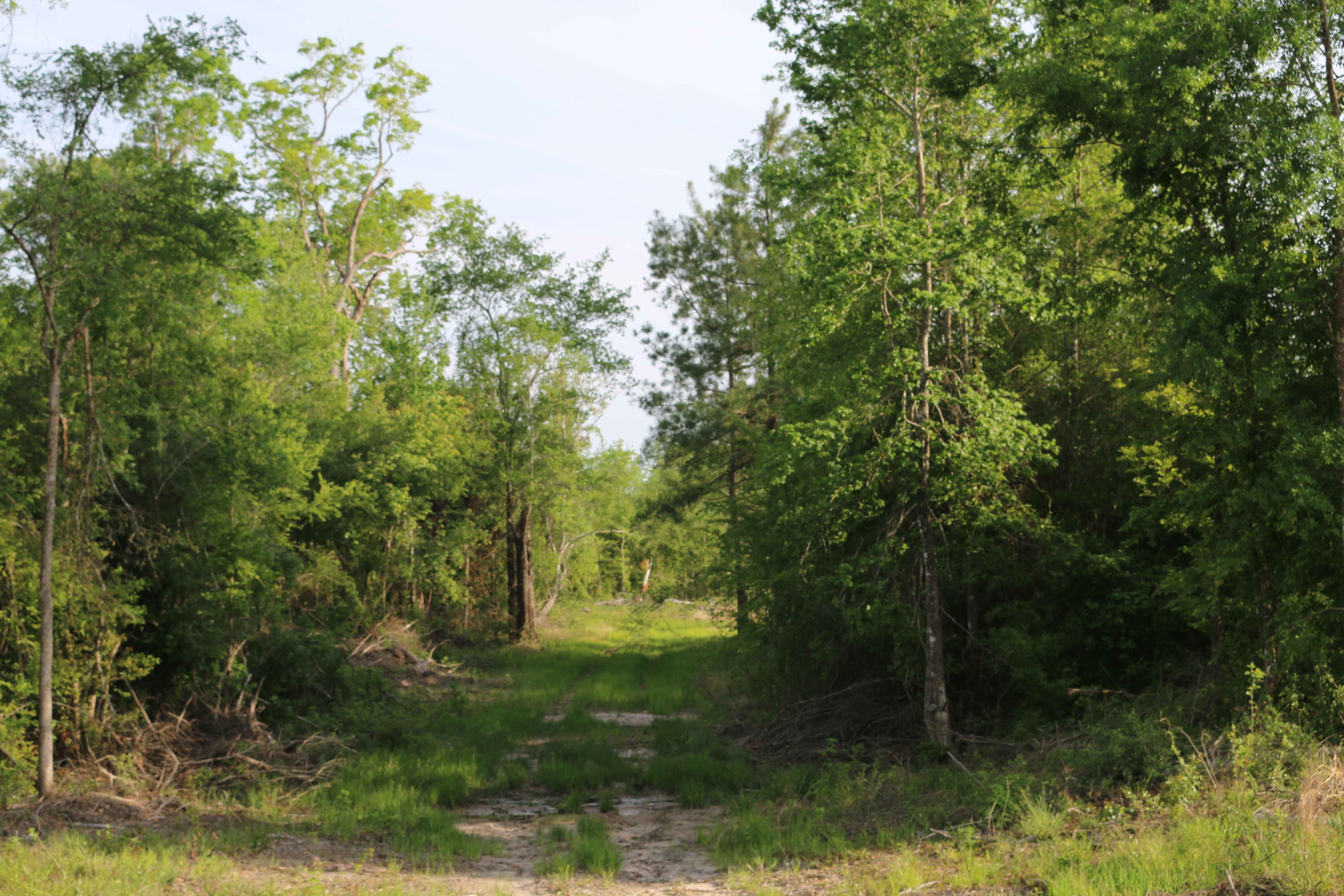 48 acres in Polk County, Texas