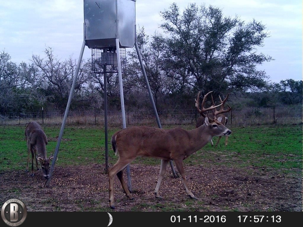 61.1 acres in Goliad County, Texas
