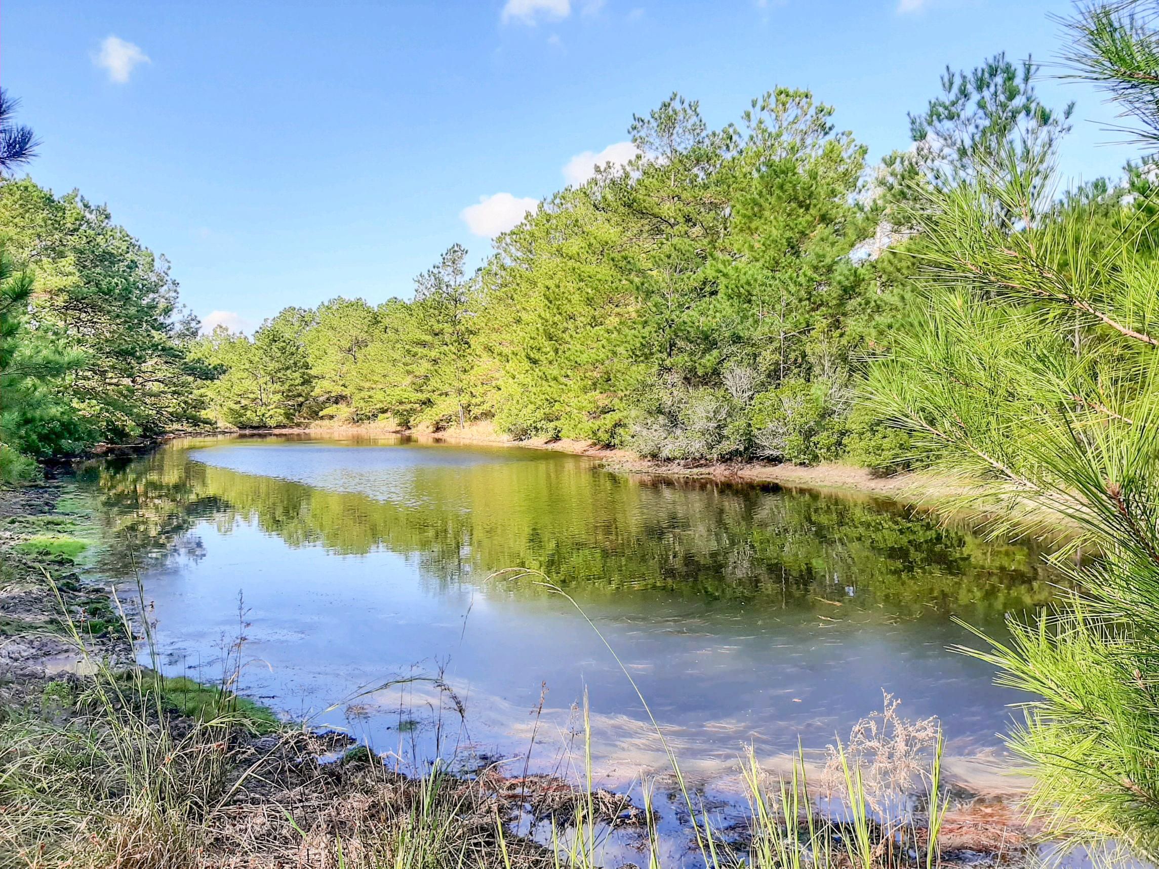 197.3 acres in Walker County, Texas