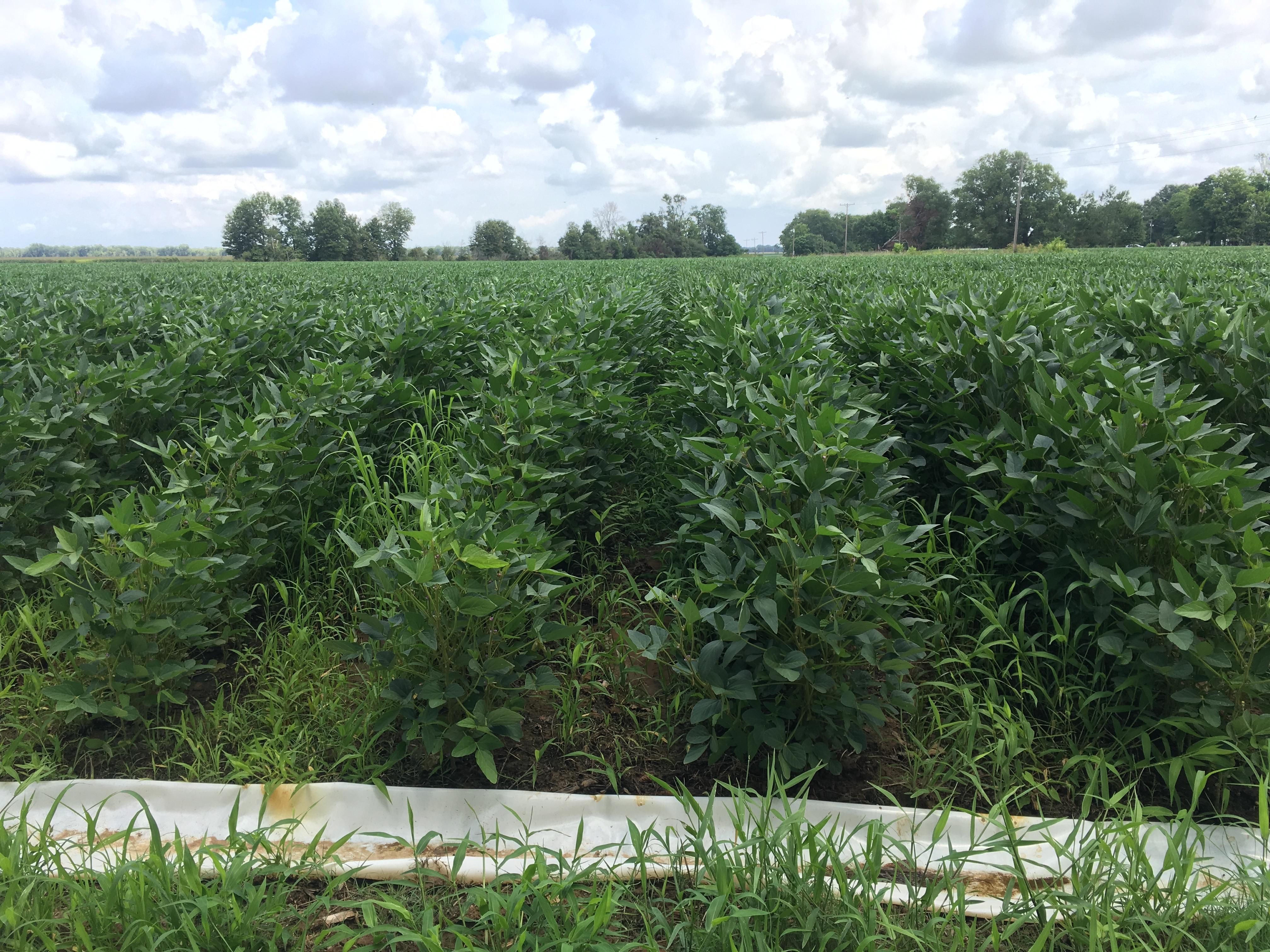 117 Acres In Franklin Parish Louisiana