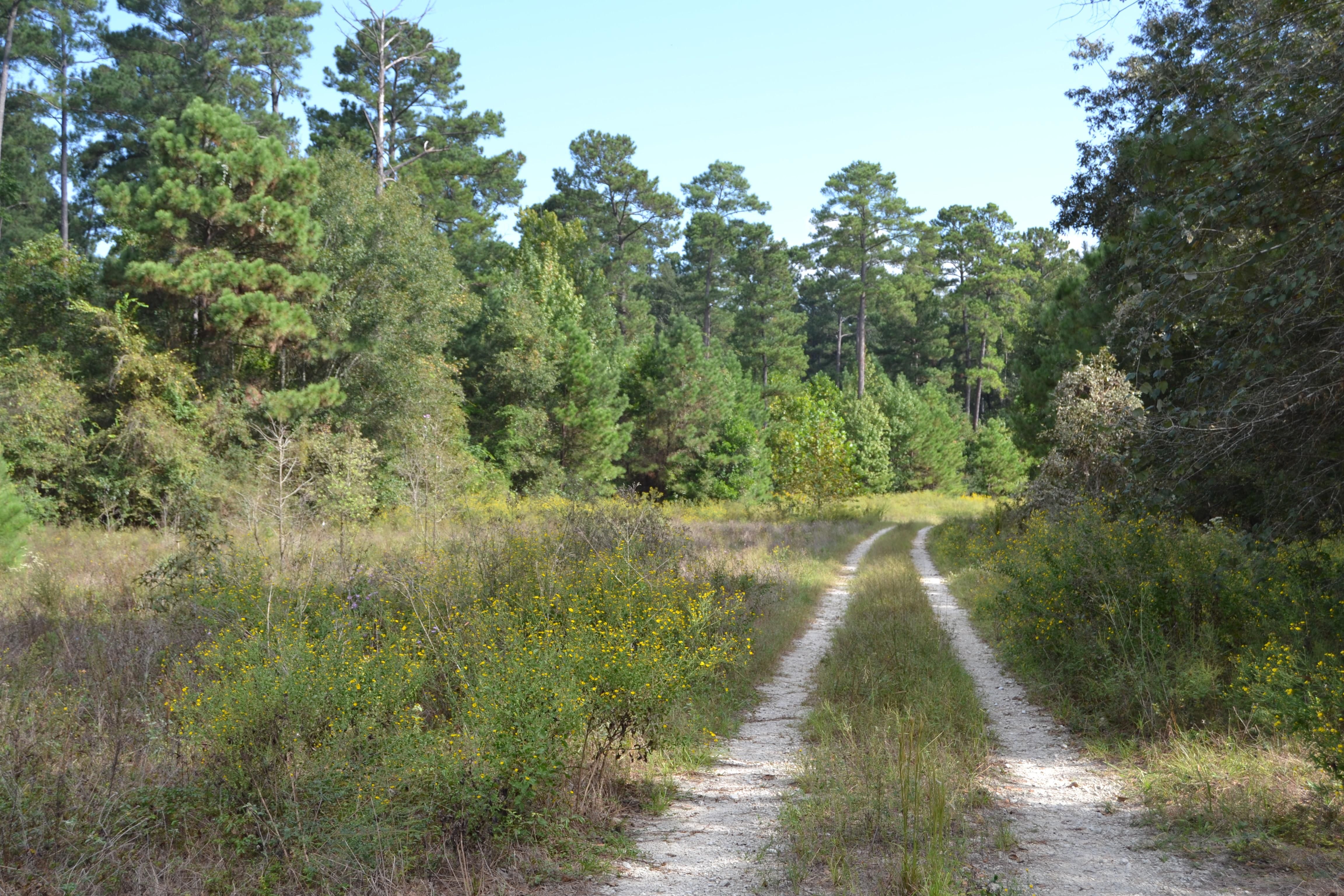 50 acres in Houston County, Texas