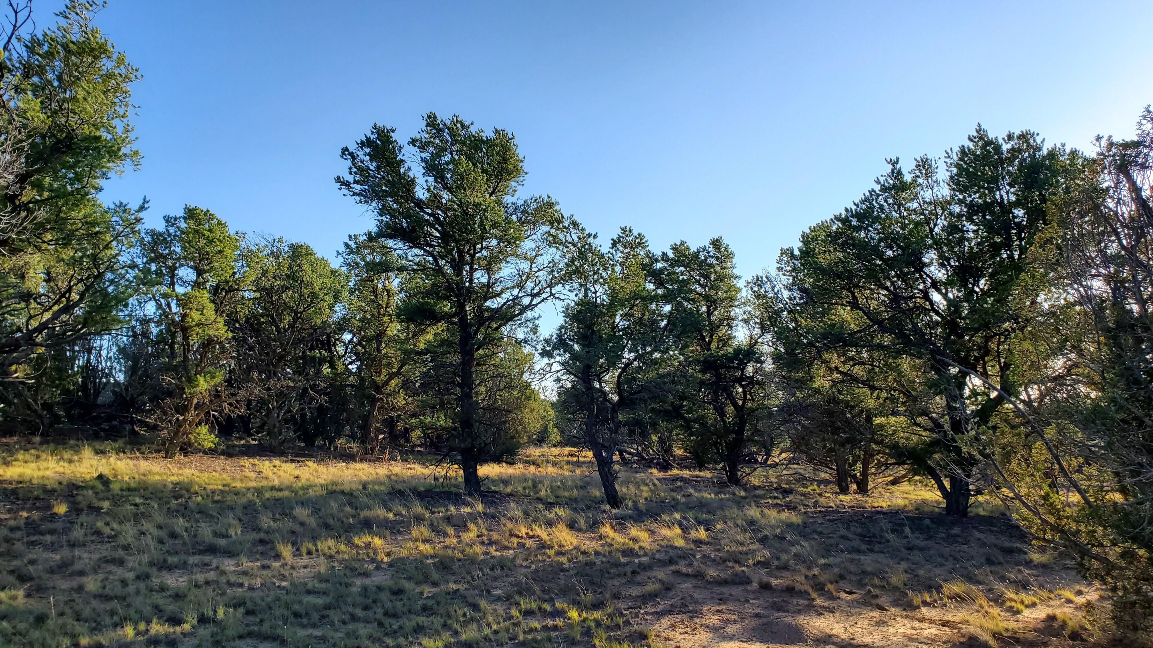 145 acres in Catron County, New Mexico